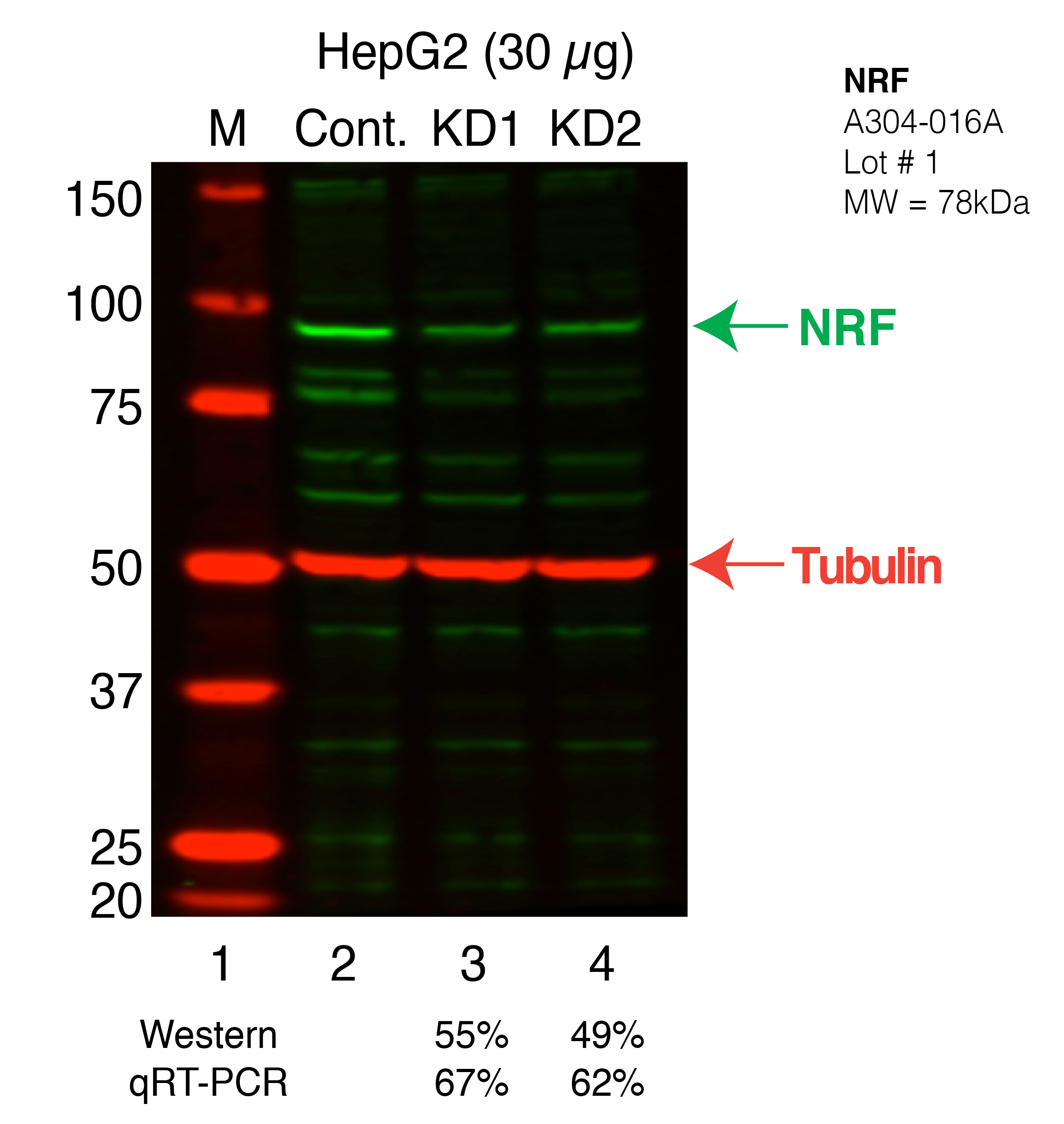 NKRF-HEPG2_Secondary_Western.png<br>Caption: Western blot following shRNA against NKRF in HepG2 whole cell lysate using NKRF specific antibody. Lane 1 is a ladder, lane 2 is HepG2 non-targeting control knockdown, lane 3 and 4 are two different shRNAs against NKRF.NKRF protein appears as the green band, Tubulin serves as a control and appears in red.