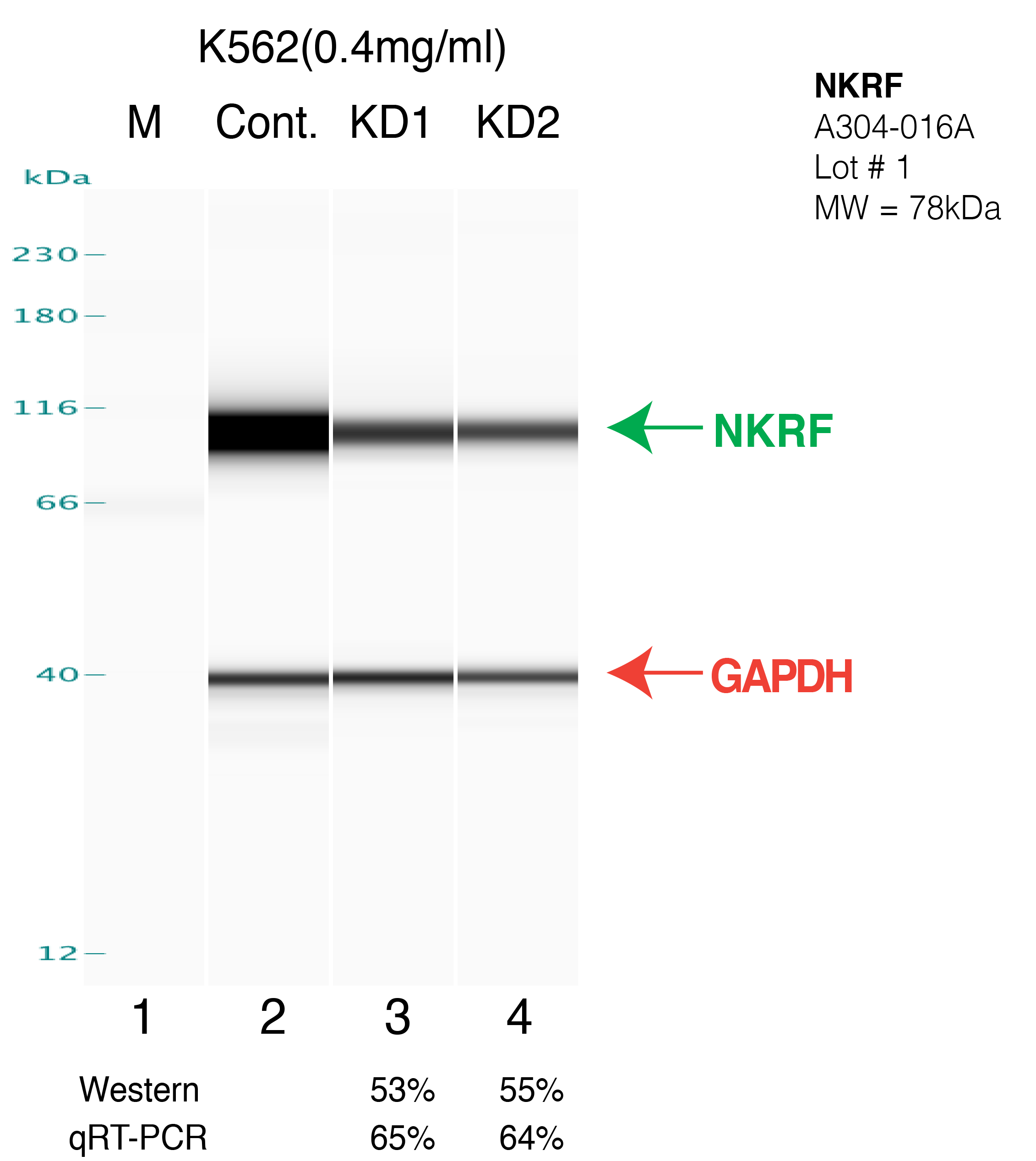 NKRF-k562.png<br>Caption: Western blot following shRNA against NKRF in k562 whole cell lysate using NKRF specific antibody. Lane 1 is a ladder, lane 2 is k562 non-targeting control knockdown, lane 3 and 4 are two different shRNAs against NKRF. NKRF protein appears as the green arrow, GAPDH serves as a control and appears in red arrow.