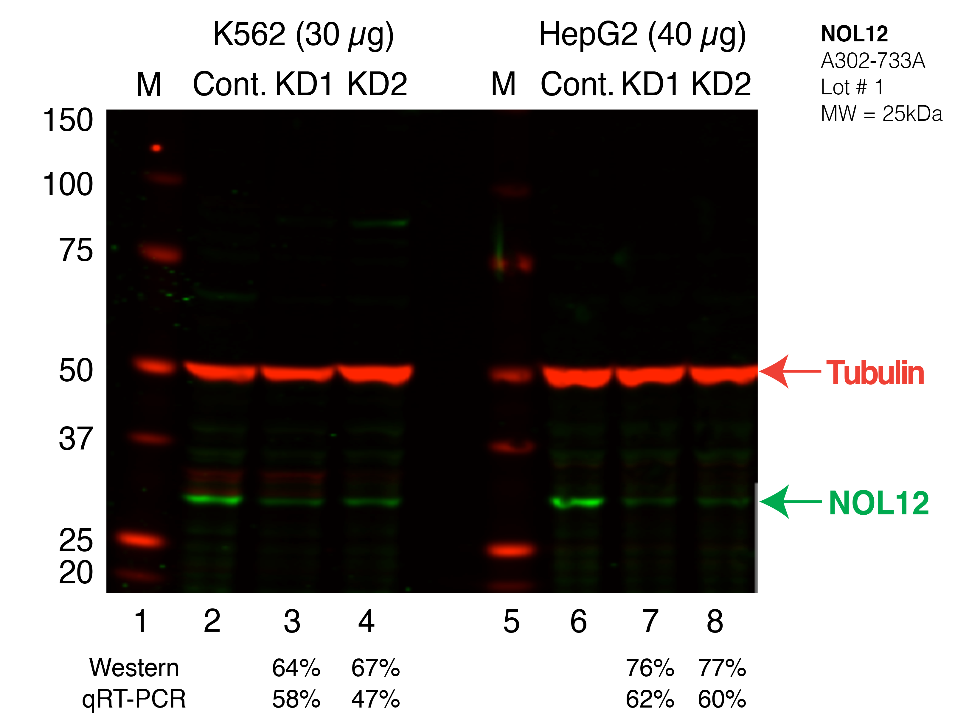 NOL12_Secondary_Western.png<br>Caption: Western blot following shRNA against NOL12 in K562 and HepG2 whole cell lysate using NOL12 specific antibody. Lane 1 is a ladder, lane 2 is K562 non-targeting control knockdown, lane 3 and 4 are two different shRNAs against NOL12. Lanes 5-8 follow the same pattern, but in HepG2. NOL12 protein appears as the green band, Tubulin serves as a control and appears in red.