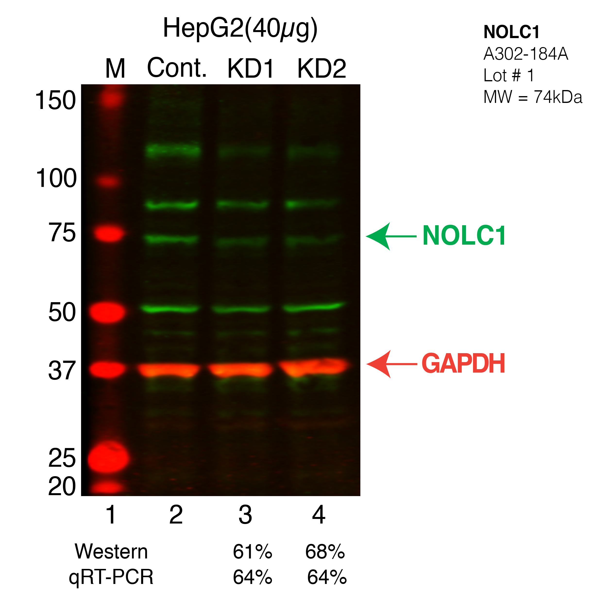 NOLC1-CRISPR-HEPG2.png<br>Caption: Western blot following CRISPR against NOLC1 in HepG2 whole cell lysate using NOLC1 specific antibody. Lane 1 is a ladder, lane 2 is HepG2 non-targeting control knockdown, lane 3 and 4 are two different CRISPR against NOLC1. NOLC1 protein appears as the green arrow, GAPDH serves as a control and appears in red arrow.