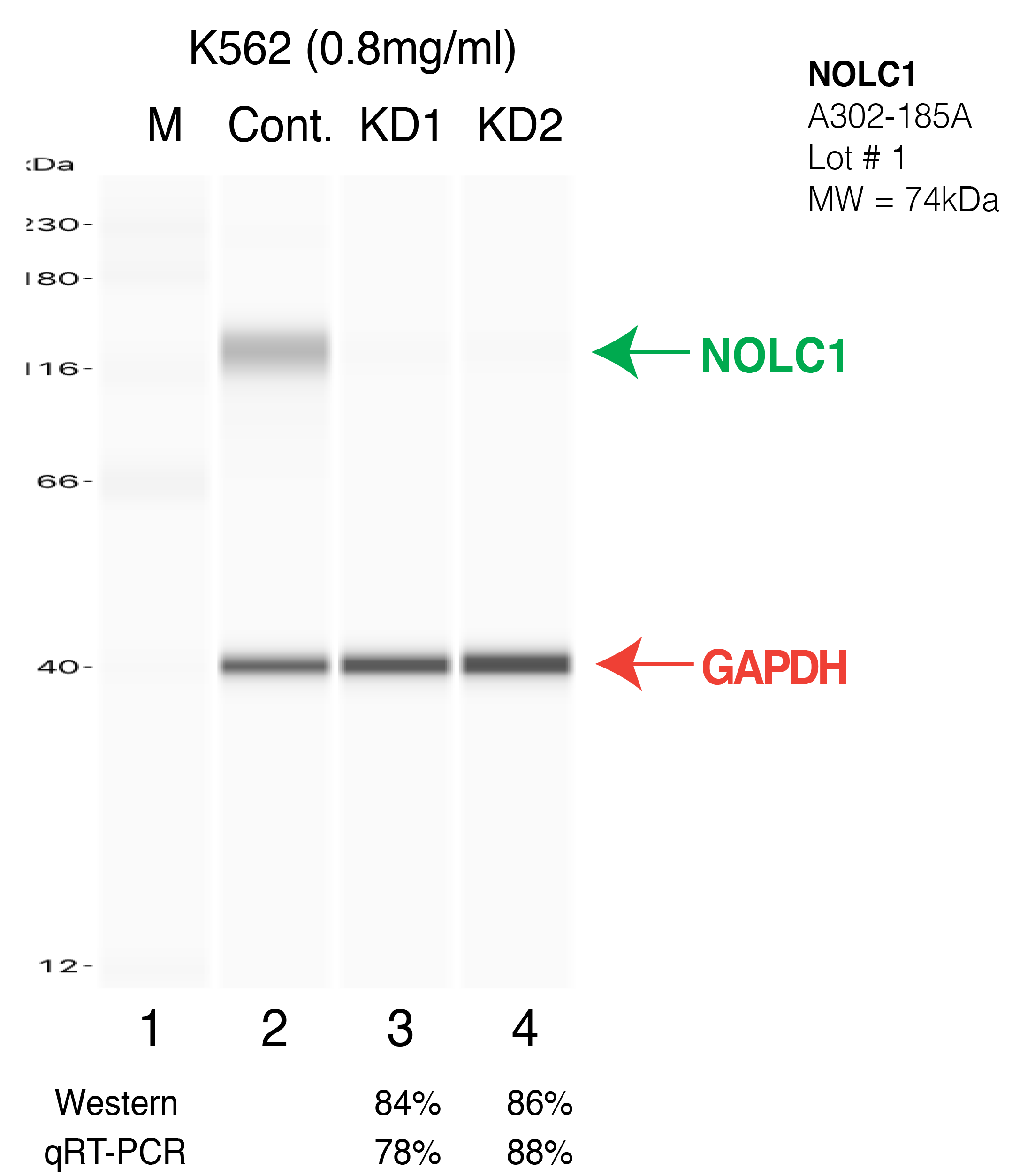 NOLC1-K562-CRISPR.png<br>Caption: Western blot following CRISPR against NOLC1 in K562 whole cell lysate using NOLC1 specific antibody. Lane 1 is a ladder, lane 2 is K562 non-targeting control knockdown, lane 3 and 4 are two different CRISPR against NOLC1.NOLC1 protein appears as the green arrow, GAPDH serves as a control and appears in red arrow.