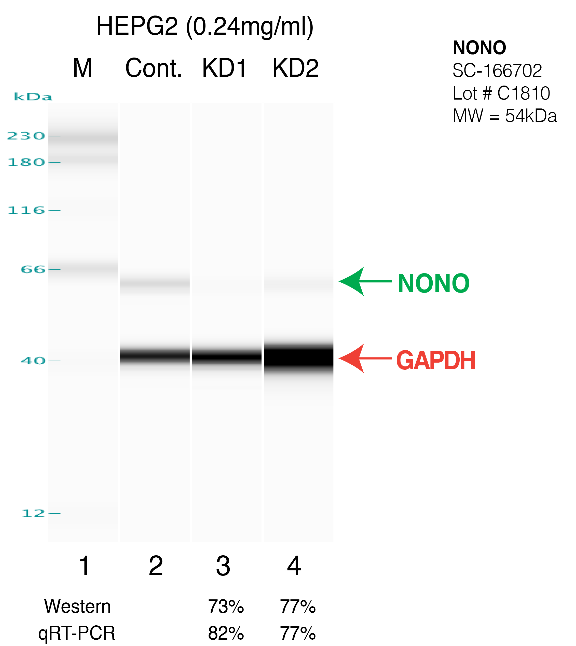 NONO-HEPG2-FU%27S.png<br>Caption: Western blot following shRNA against NONO in HepG2 whole cell lysate using NONO specific antibody. Lane 1 is a ladder, lane 2 is HepG2 non-targeting control knockdown, lane 3 and 4 are two different shRNAs against NONO. NONO protein appears as the green arrow, GAPDH serves as a control and appears in red arrow.