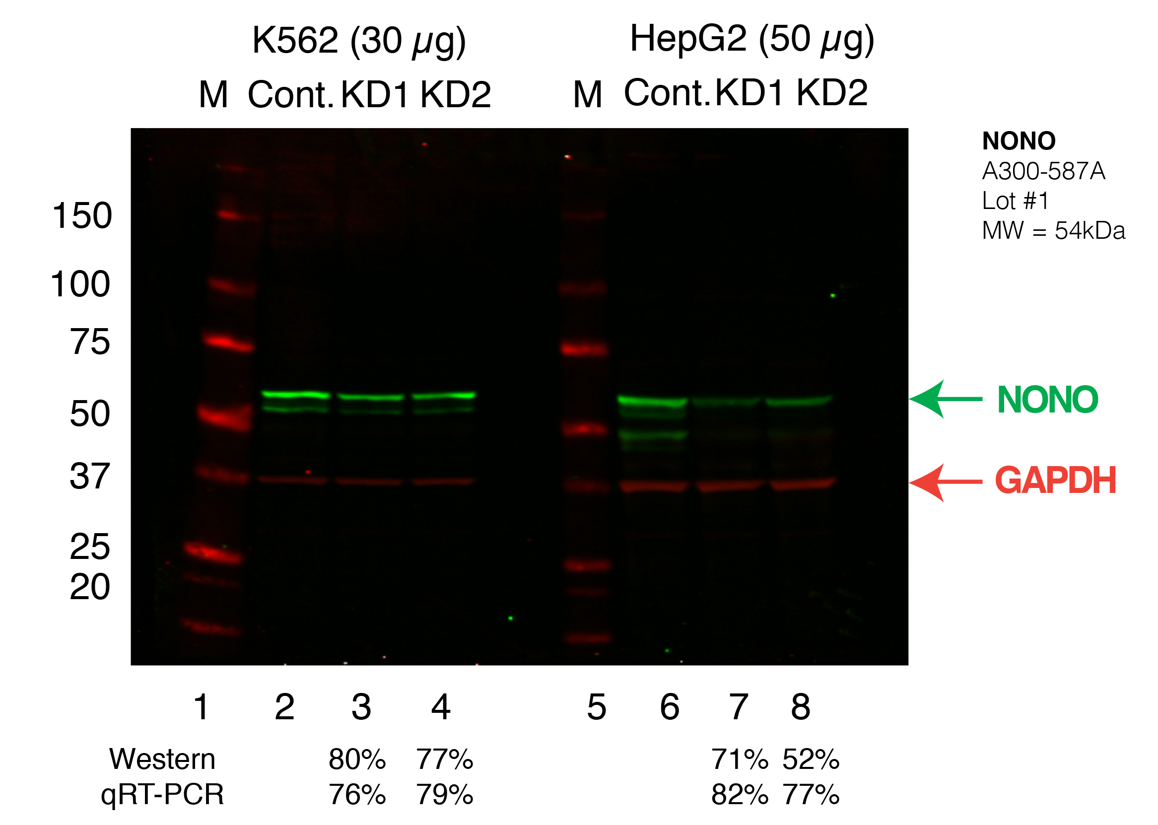 NONO_Secondary_Western.png<br>Caption: Western blot following shRNA against NONO in K562 and HepG2 whole cell lysate using NONO specific antibody. Lane 1 is a ladder, lane 2 is K562 non-targeting control knockdown, lane 2 and 3 are two different shRNAs against NONO. Lanes 5-7 follow the same pattern, but in HepG2. NONO protein appears as the green band, GAPDH serves as a control and appears in red.