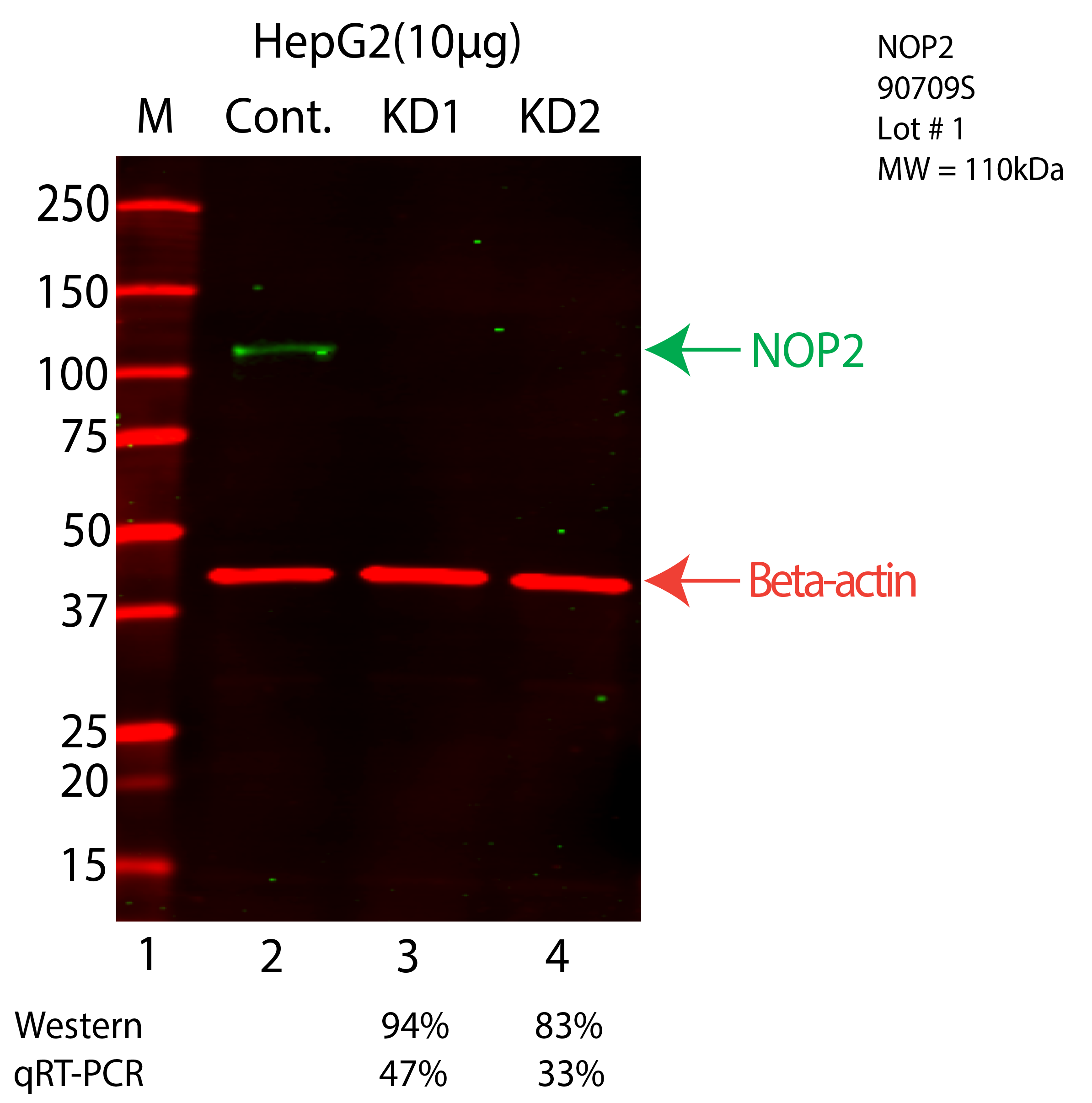 NOP2-HEPG2-CRISPR-90709S.png<br>Caption: Western blot following CRISPR against NOP2 in HepG2 whole cell lysate using NOP2 specific antibody. Lane 1 is a ladder, lane 2 is HepG2 non-targeting control knockdown, lane 3 and 4 are two different CRISPR against NOP2. NOP2 protein appears as the green arrow, Beta-actin serves as a control and appears in red arrow.