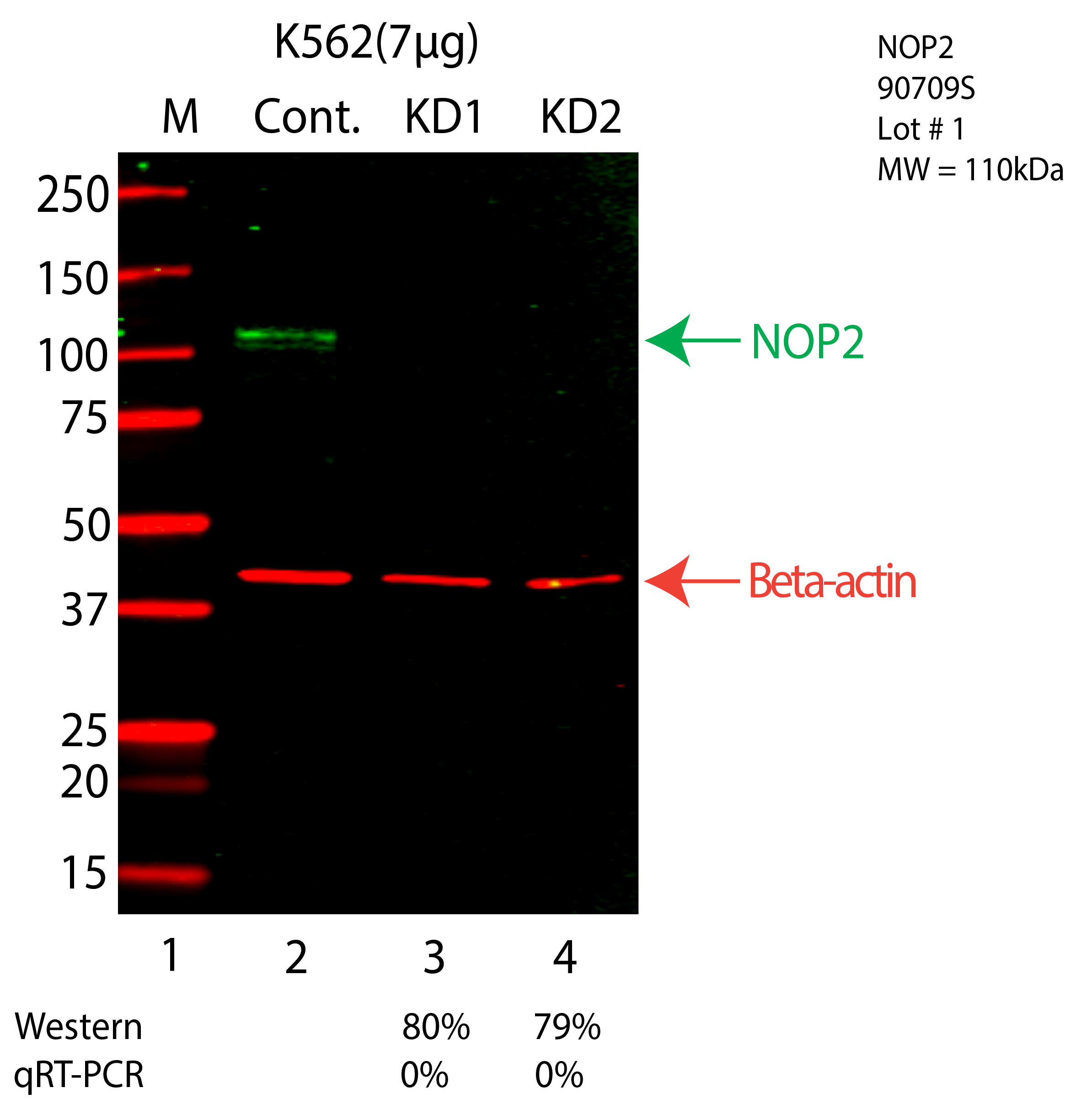 NOP2-K562-CRISPR-90709S.png<br>Caption: Western blot following CRISPR against NOP2 in K562 whole cell lysate using NOP2 specific antibody. Lane 1 is a ladder, lane 2 is K562 non-targeting control knockdown, lane 3 and 4 are two different CRISPR against NOP2. NOP2 protein appears as the green arrow, Beta-actin serves as a control and appears in red arrow.