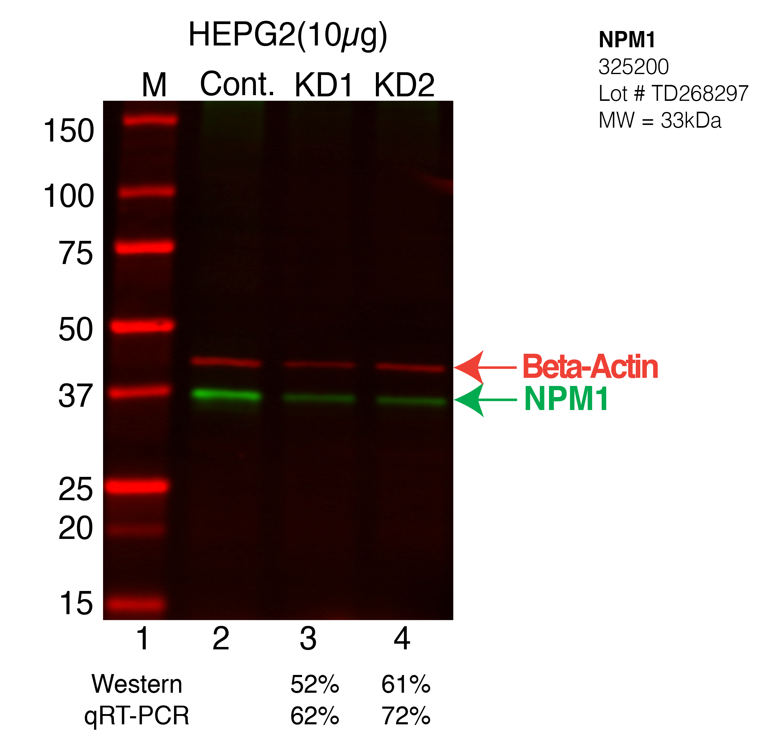 NPM1-HEPG2-325200.png<br>Caption: Western blot following shRNA against NPM1 in HepG2 whole cell lysate using NPM1 specific antibody. Lane 1 is a ladder, lane 2 is HepG2 non-targeting control knockdown, lane 3 and 4 are two different shRNA against NPM1. NPM1 protein appears as the green arrow, Beta-actin serves as a control and appears in red arrow.