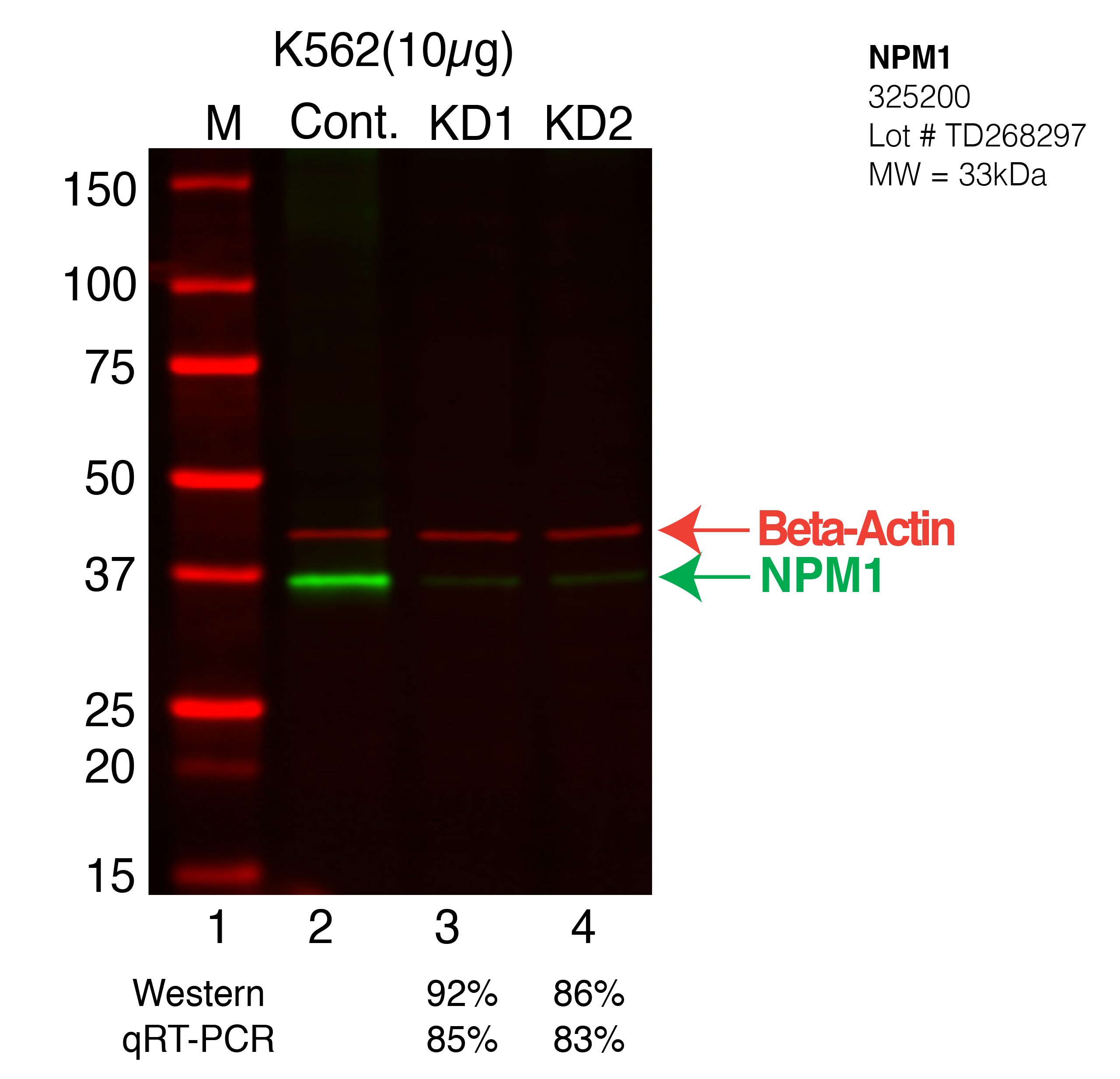 NPM1-K562-CRISPR-325200.png<br>Caption: Western blot following CRISPR against NPM1 in K562 whole cell lysate using NPM1 specific antibody. Lane 1 is a ladder, lane 2 is K562 non-targeting control knockdown, lane 3 and 4 are two different CRISPR against NPM1. NPM1 protein appears as the green arrow, Beta-actin serves as a control and appears in red arrow.