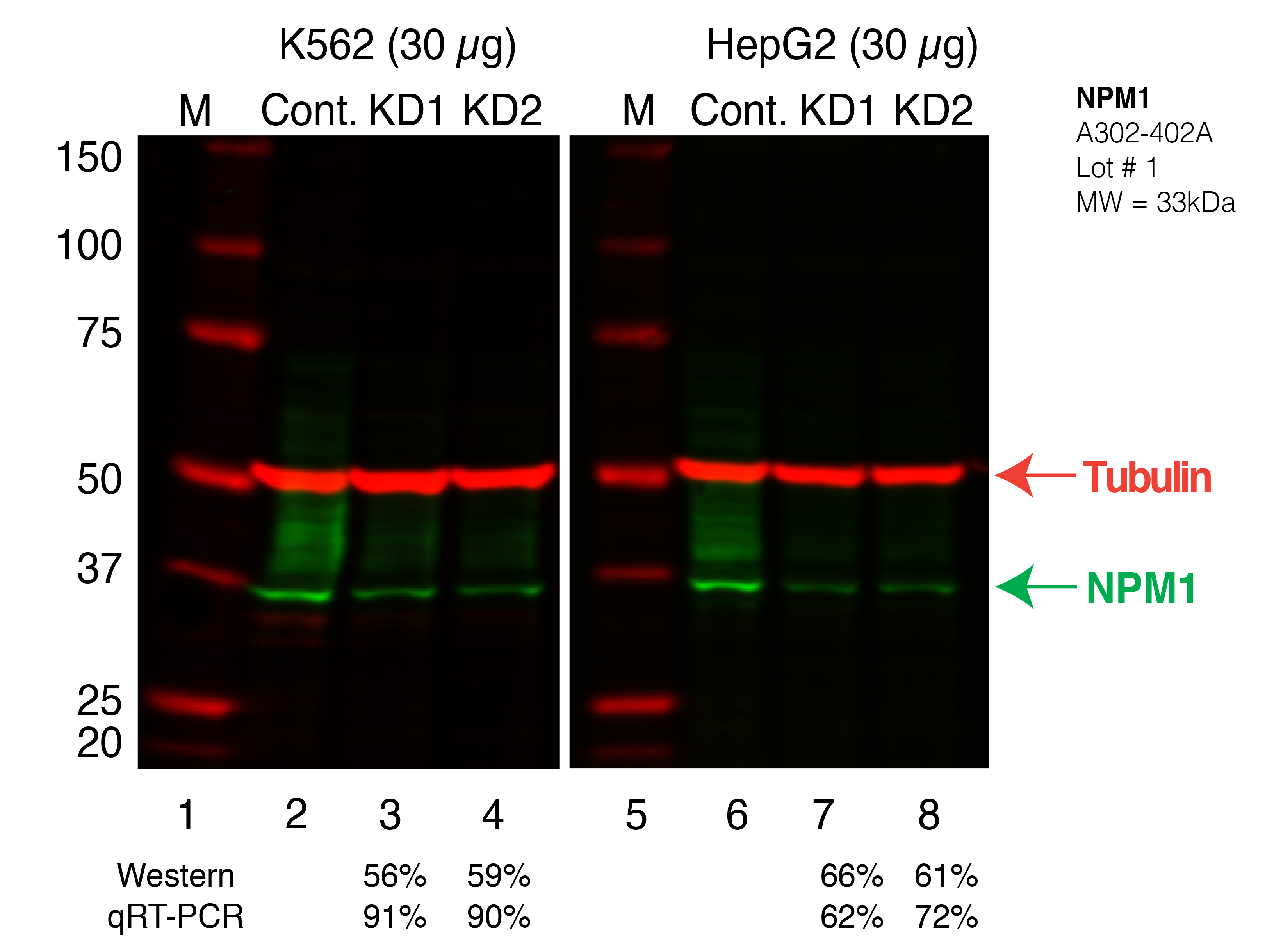 NPM1_Secondary_Western.png<br>Caption: Western blot following shRNA against NPM1 in K562 and HepG2 whole cell lysate using NPM1 specific antibody. Lane 1 is a ladder, lane 2 is K562 non-targeting control knockdown, lane 3 and 4 are two different shRNAs against NPM1. Lanes 5-8 follow the same pattern, but in HepG2. NPM1 protein appears as the green band, Tubulin serves as a control and appears in red.