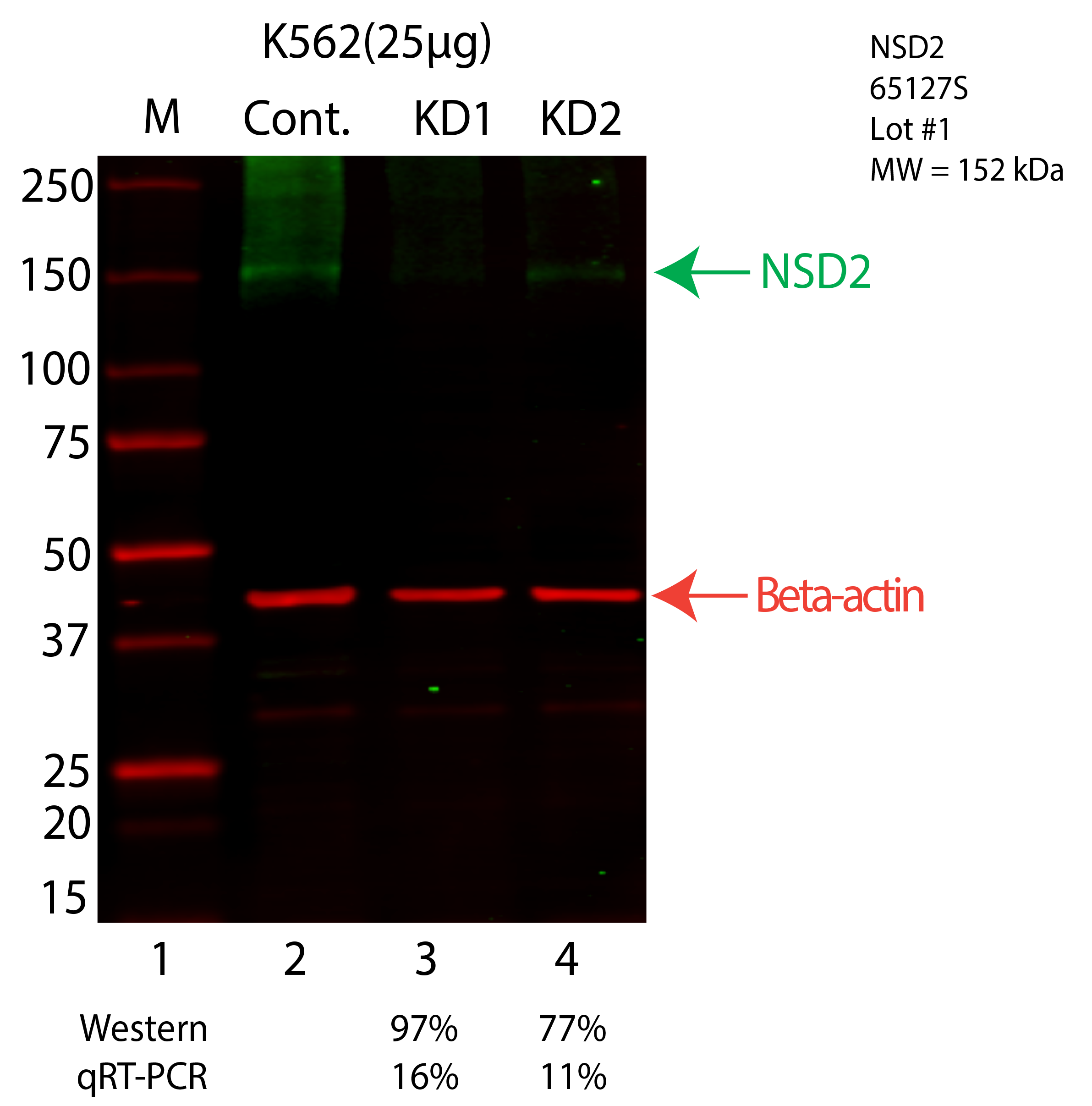 NSD2-K562-CRISPR-65127S.png<br>Caption: Western blot following CRISPR against NSD2 in K562 whole cell lysate using NSD2 specific antibody. Lane 1 is a ladder, lane 2 is K562 non-targeting control knockdown, lane 3 and 4 are two different CRISPR against NSD2. NSD2 protein appears as the green arrow, Beta-actin serves as a control and appears in red arrow.