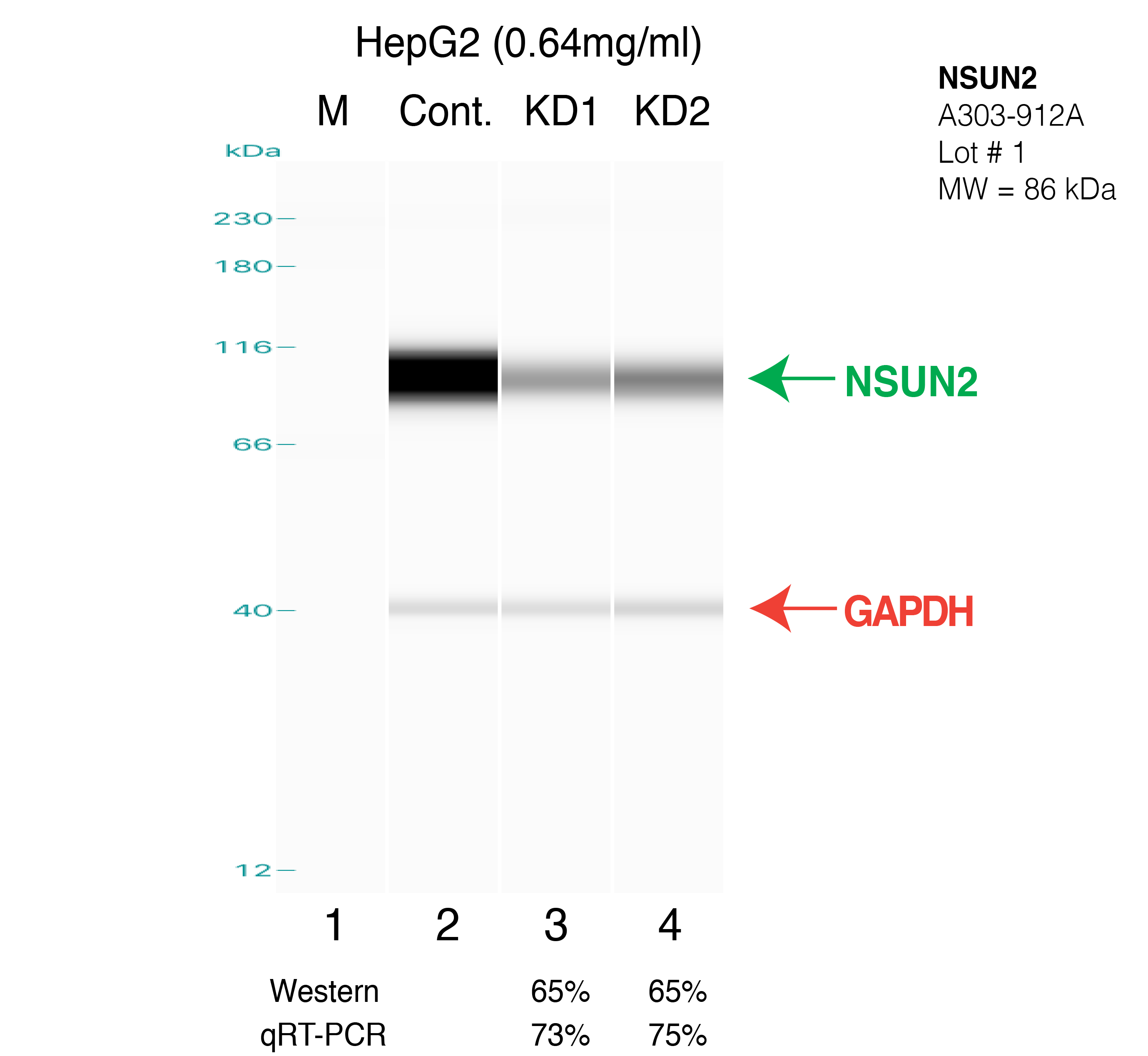 NSUN2-HEPG2.png<br>Caption: Western blot following shRNA against NSUN2 in HepG2 whole cell lysate using NSUN2 specific antibody. Lane 1 is a ladder, lane 2 is HepG2 non-targeting control knockdown, lane 3 and 4 are two different shRNAs against NSUN2.NSUN2 protein appears as the green arrow, GAPDH serves as a control and appears in red arrow.