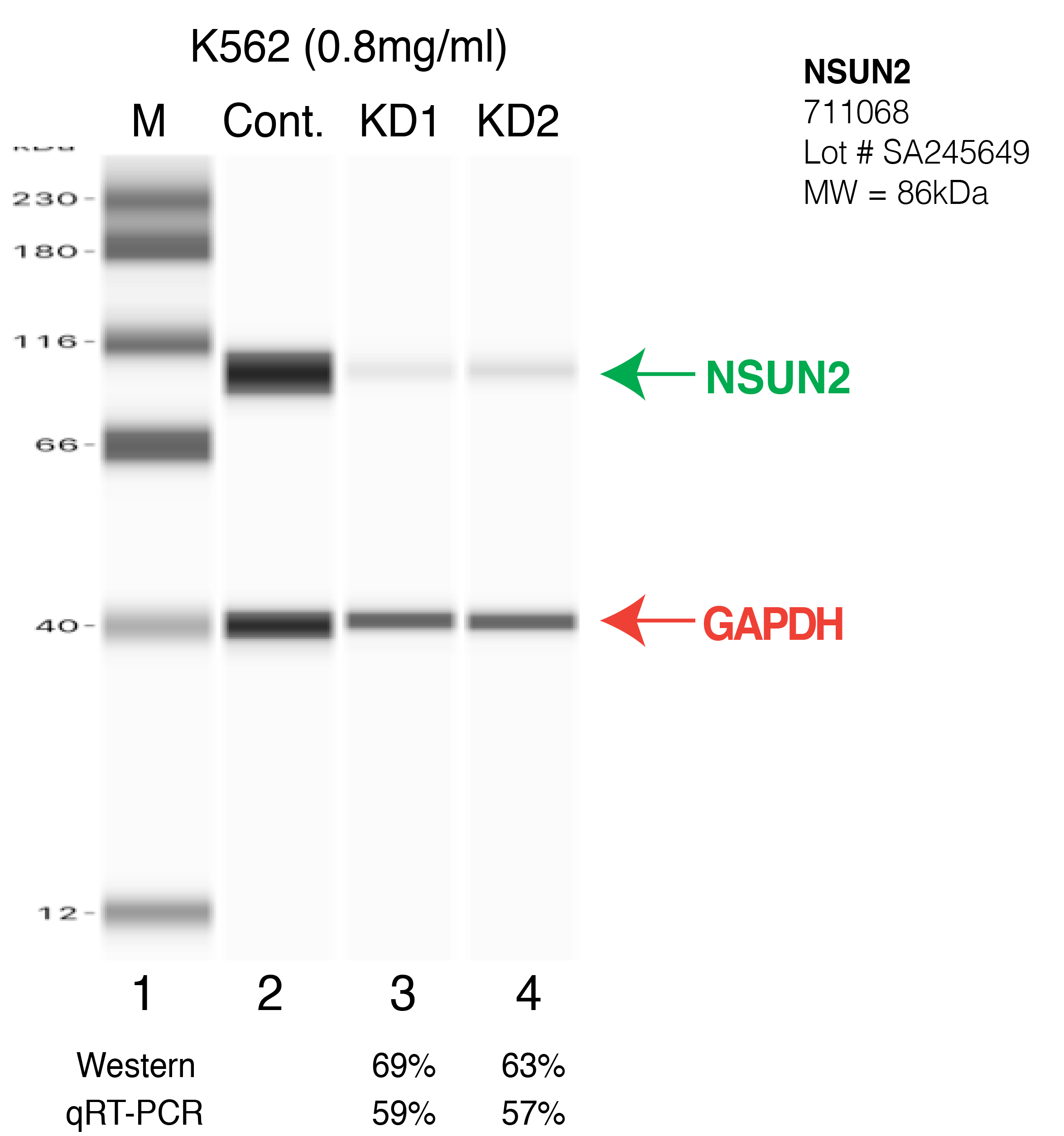 NSUN2-K562.png<br>Caption: Western blot following shRNA against NSUN2 in K562 whole cell lysate using NSUN2 specific antibody. Lane 1 is a ladder, lane 2 is K562 non-targeting control knockdown, lane 3 and 4 are two different shRNA against NSUN2. NSUN2 protein appears as the green arrow, GAPDH serves as a control and appears in red arrow.