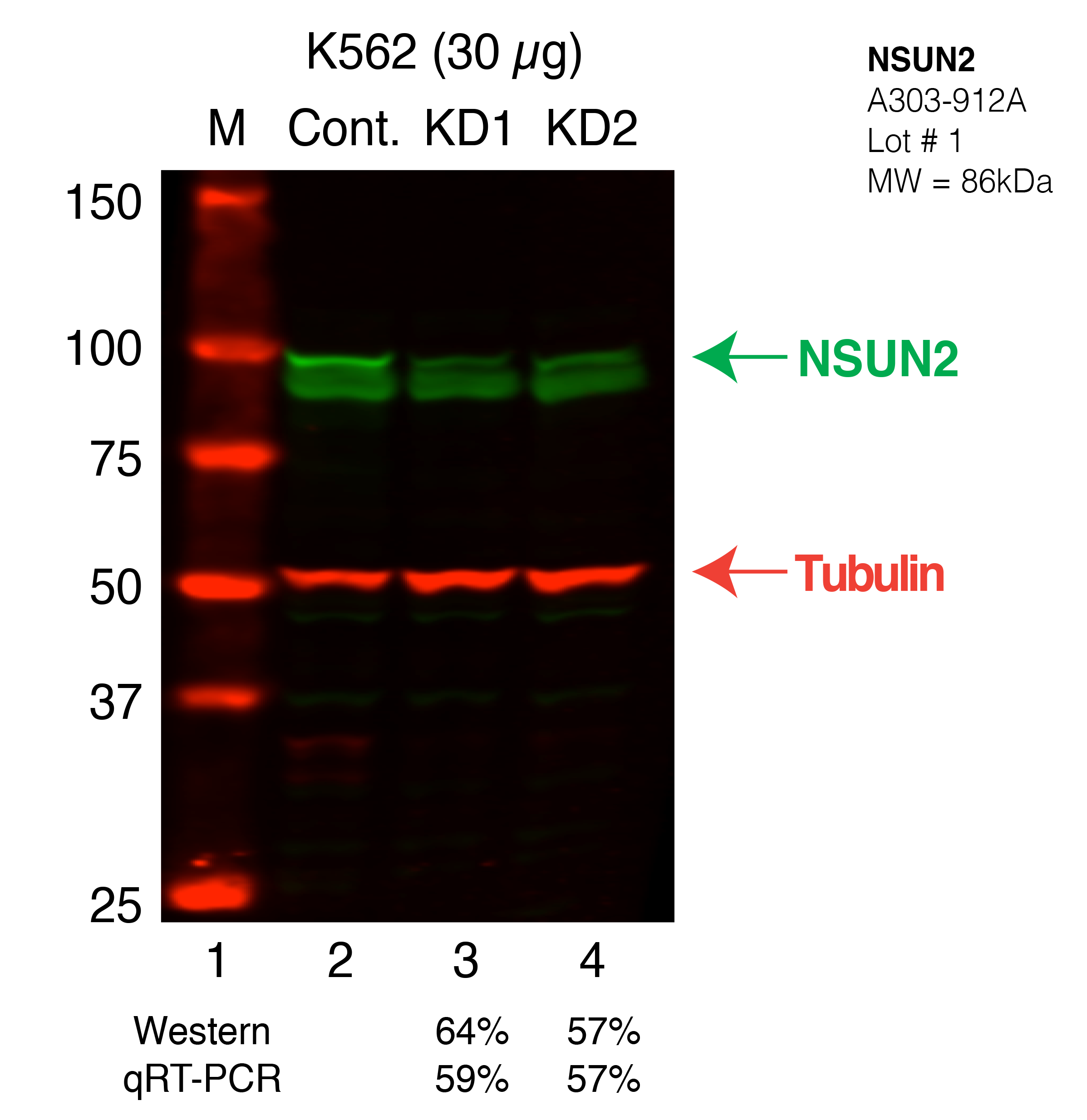 NSUN2-K562_Secondary_Western.png<br>Caption: Western blot following shRNA against NSUN2 in K562 whole cell lysate using NSUN2 specific antibody. Lane 1 is a ladder, lane 2 is K562 non-targeting control knockdown, lane 3 and 4 are two different shRNAs against NSUN2. NSUN2 protein appears as the green band, Tubulin serves as a control and appears in red.