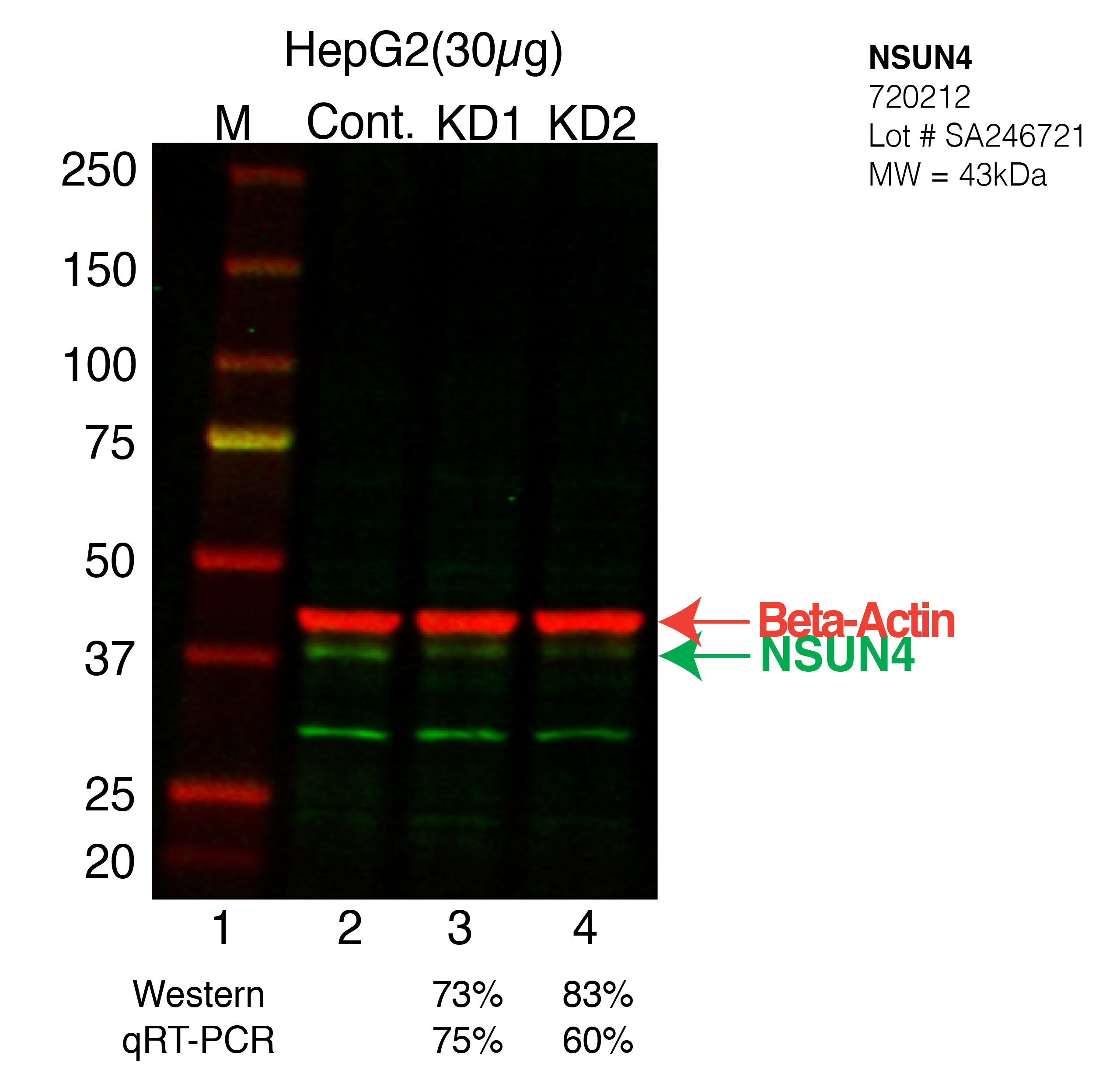 NSUN4-HEPG2-CRISPR-720212.png<br>Caption: Western blot following CRISPR against NSUN4 in HepG2 whole cell lysate using NSUN4 specific antibody. Lane 1 is a ladder, lane 2 is HepG2 non-targeting control knockdown, lane 3 and 4 are two different CRISPR against NSUN4. NSUN4 protein appears as the green arrow, Beta-actin serves as a control and appears in red arrow.