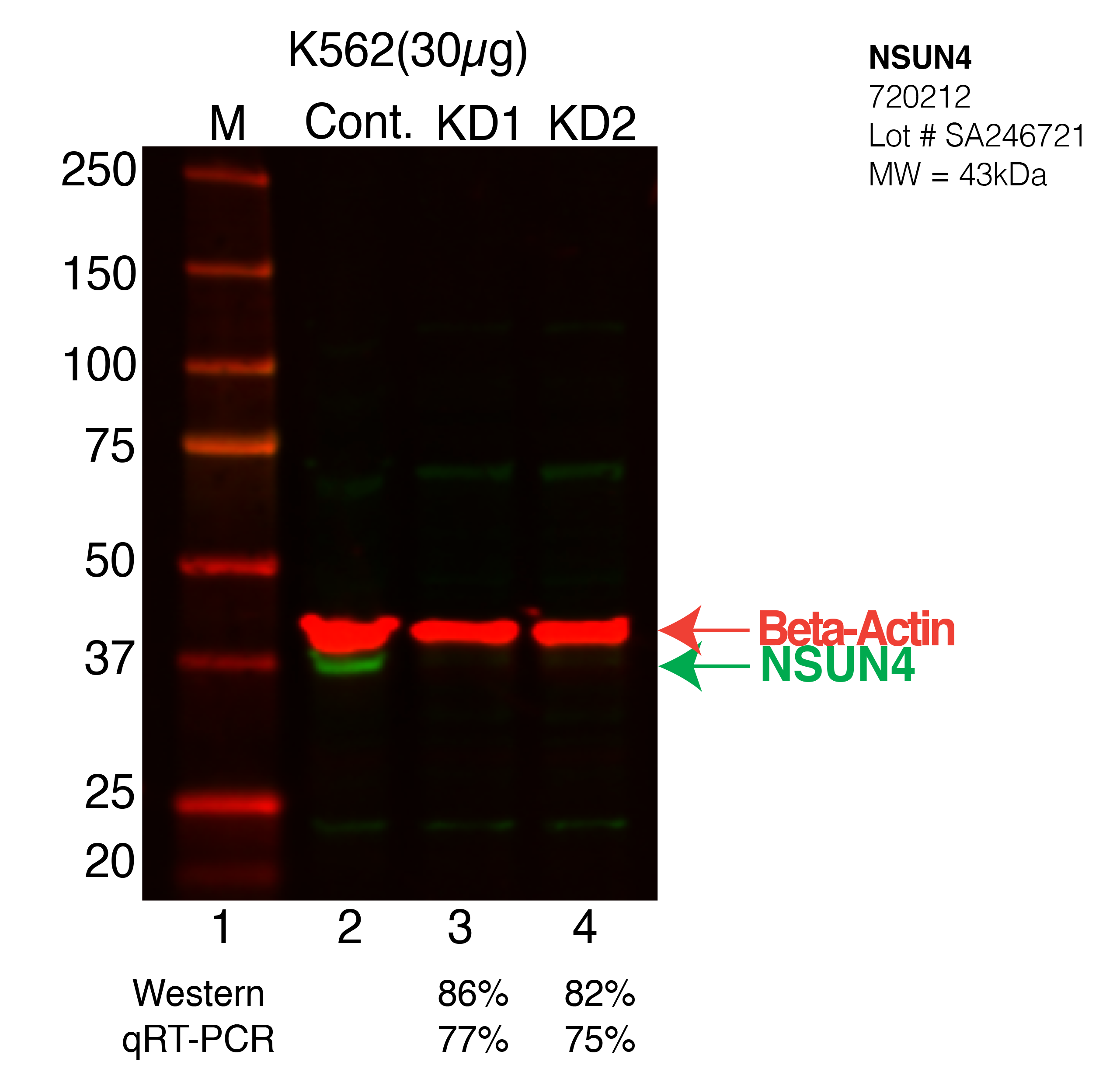 NSUN4-K562-CRISPRE-720212.png<br>Caption: Western blot following CRISPR against NSUN4 in K562 whole cell lysate using NSUN4 specific antibody. Lane 1 is a ladder, lane 2 is K562 non-targeting control knockdown, lane 3 and 4 are two different CRISPR against NSUN4. NSUN4 protein appears as the green arrow, Beta-actin serves as a control and appears in red arrow.