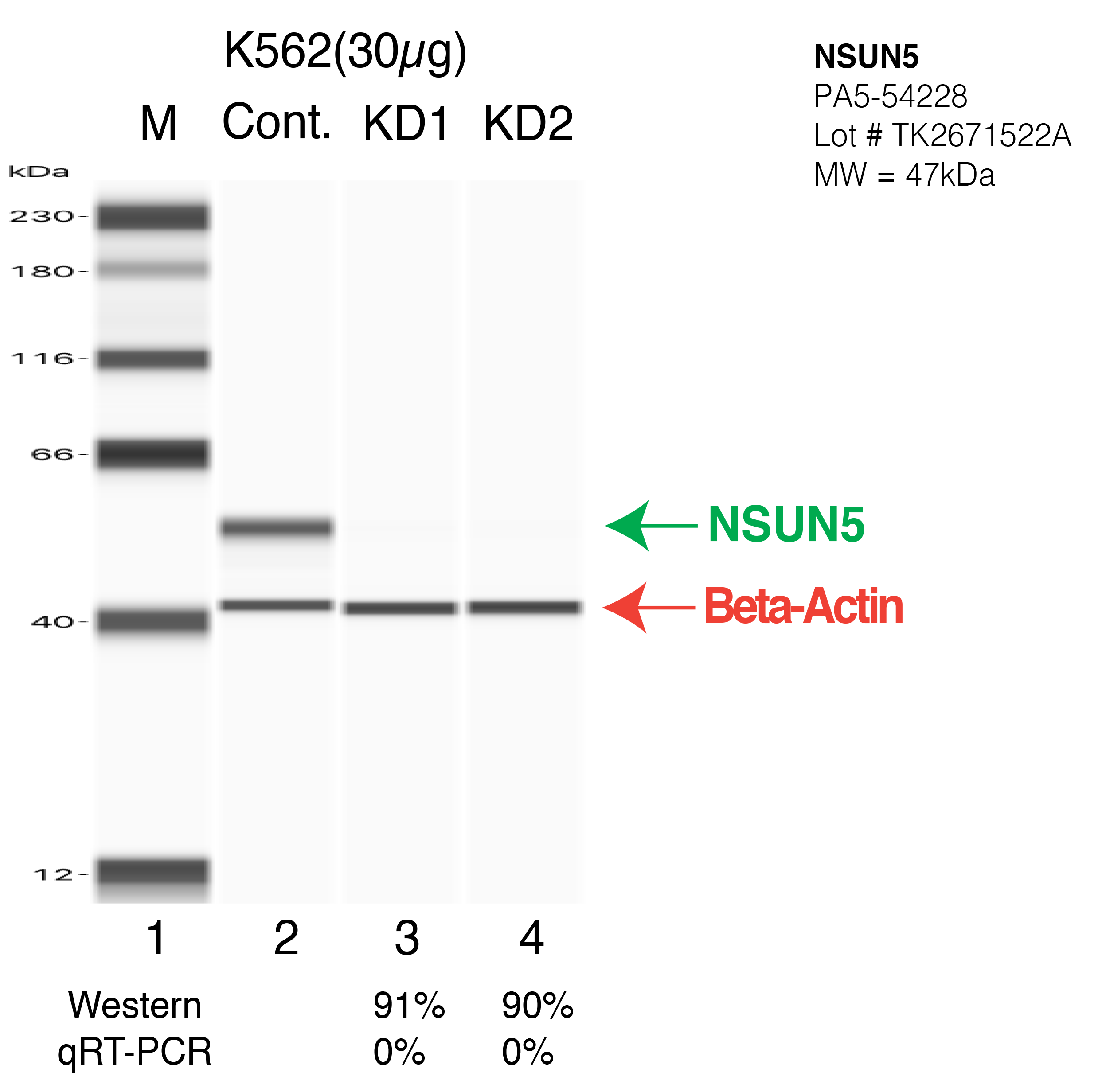 NSUN5-K562-CRISPR-PA5-40919.png<br>Caption: Western blot following CRISPR against NSUN5 in K562 whole cell lysate using NSUN5 specific antibody. Lane 1 is a ladder, lane 2 is K562 non-targeting control knockdown, lane 3 and 4 are two different CRISPR against NSUN5. NSUN5 protein appears as the green arrow, Beta-actin serves as a control and appears in red arrow.