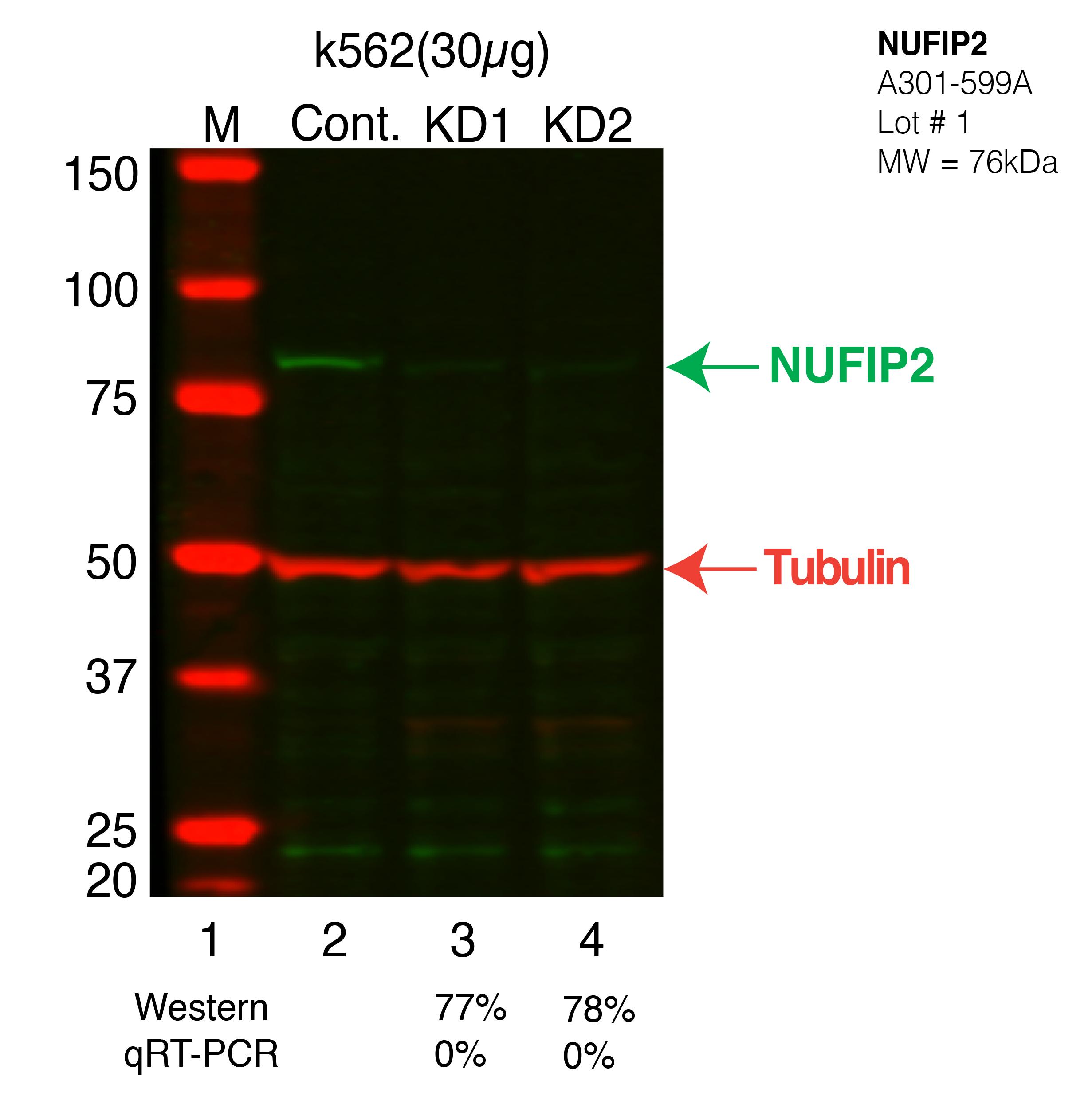 NUFIP2-k562.png<br>Caption: Western blot following shRNA against NUFIP2 in k562 whole cell lysate using NUFIP2 specific antibody. Lane 1 is a ladder, lane 2 is k562 non-targeting control knockdown, lane 3 and 4 are two different shRNAs against NUFIP2. NUFIP2 protein appears as the green band, Tubulin serves as a control and appears in red.