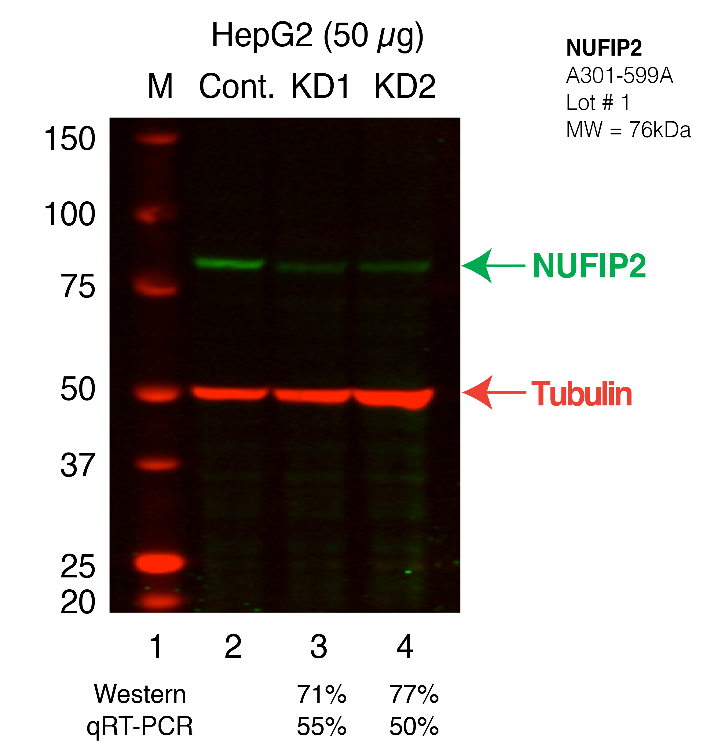 NUFIP2_Secondary_Western.png<br>Caption: Western blot following shRNA against NUFIP2 in HepG2 whole cell lysate using NUFIP2 specific antibody. Lane 1 is a ladder, lane 2 is HepG2 non-targeting control knockdown, lane 3 and 4 are two different shRNAs against NUFIP2. NUFIP2 protein appears as the green band, Tubulin serves as a control and appears in red.