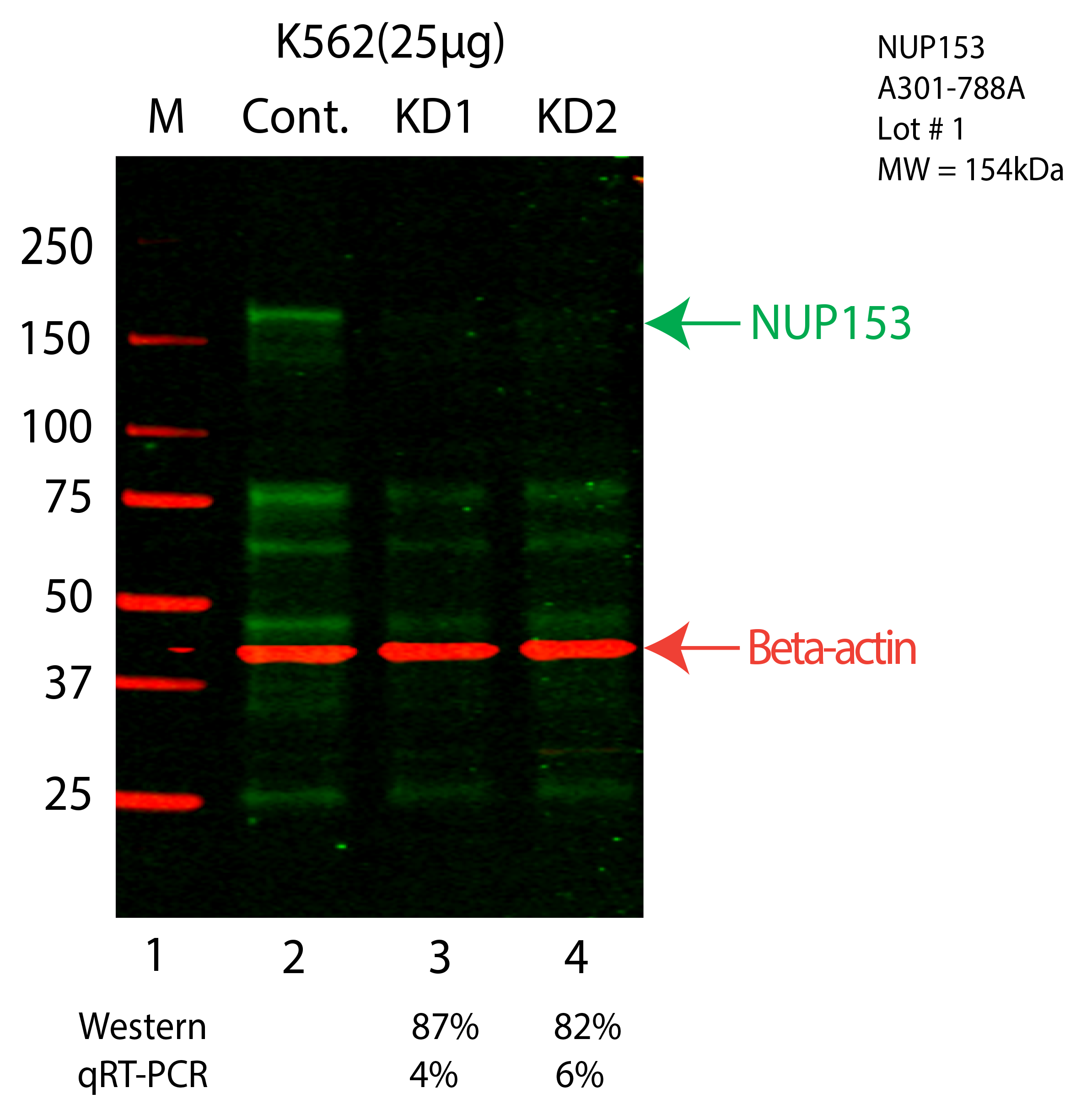 NUP153-K562-CRISPR-A301-788A.png<br>Caption: Western blot following CRISPR against NUP153 in K562 whole cell lysate using NUP153 specific antibody. Lane 1 is a ladder, lane 2 is K562 non-targeting control knockdown, lane 3 and 4 are two different CRISPR against NUP153. NUP153 protein appears as the green arrow, Beta-actin serves as a control and appears in red arrow.