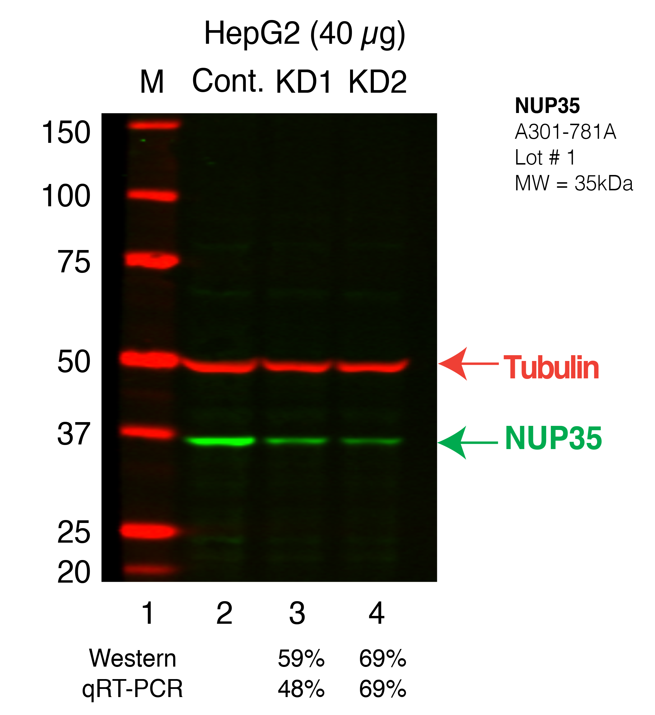 NUP35-HEPG2_Secondary_Western.png<br>Caption: Western blot following shRNA against NUP35 in HepG2 whole cell lysate using NUP35 specific antibody. Lane 1 is a ladder, lane 2 is HepG2 non-targeting control knockdown, lane 3 and 4 are two different shRNAs against NUP35.NUP35 protein appears as the green band, Tubulin serves as a control and appears in red.