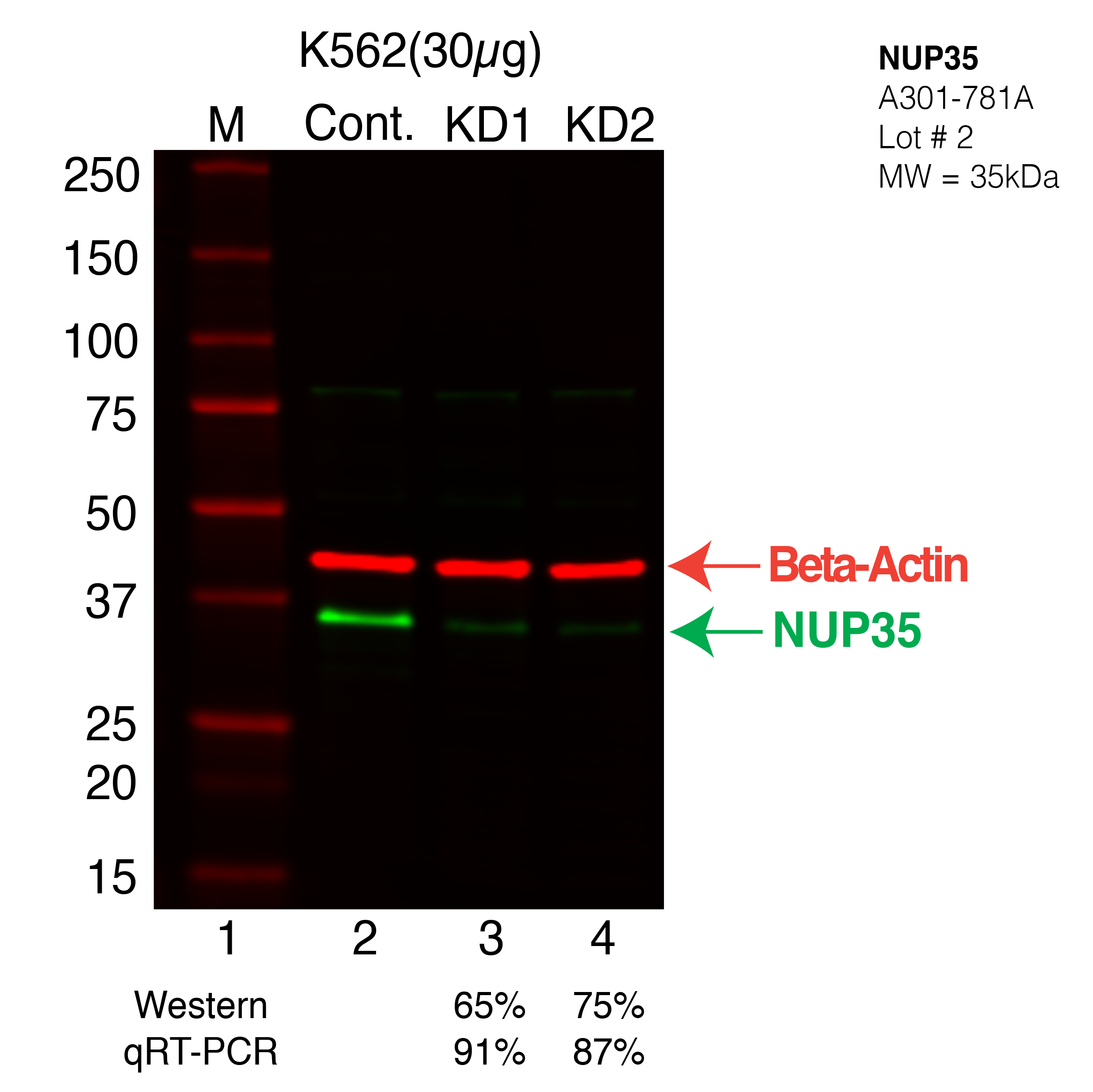 NUP35-K562-A301-781A.png<br>Caption: Western blot following shRNA against NUP35 in K562 whole cell lysate using NUP35 specific antibody. Lane 1 is a ladder, lane 2 is K562 non-targeting control knockdown, lane 3 and 4 are two different shRNA against NUP35. NUP35 protein appears as the green arrow, Beta-actin serves as a control and appears in red arrow.