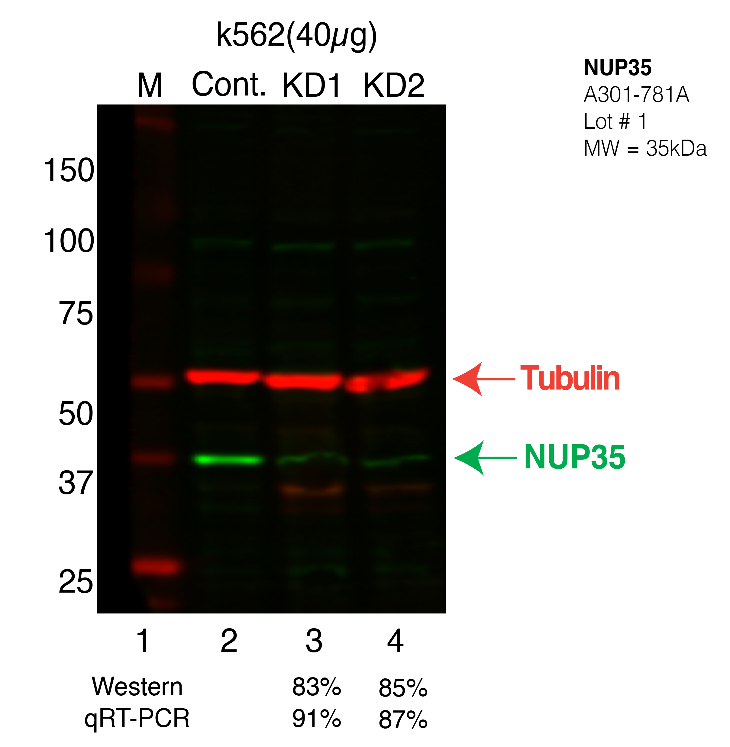 NUP35-k562.png<br>Caption: Western blot following shRNA against NUP35 in k562 whole cell lysate using NUP35 specific antibody. Lane 1 is a ladder, lane 2 is k562 non-targeting control knockdown, lane 3 and 4 are two different shRNAs against NUP35. NUP35 protein appears as the green band, Tubulin serves as a control and appears in red.