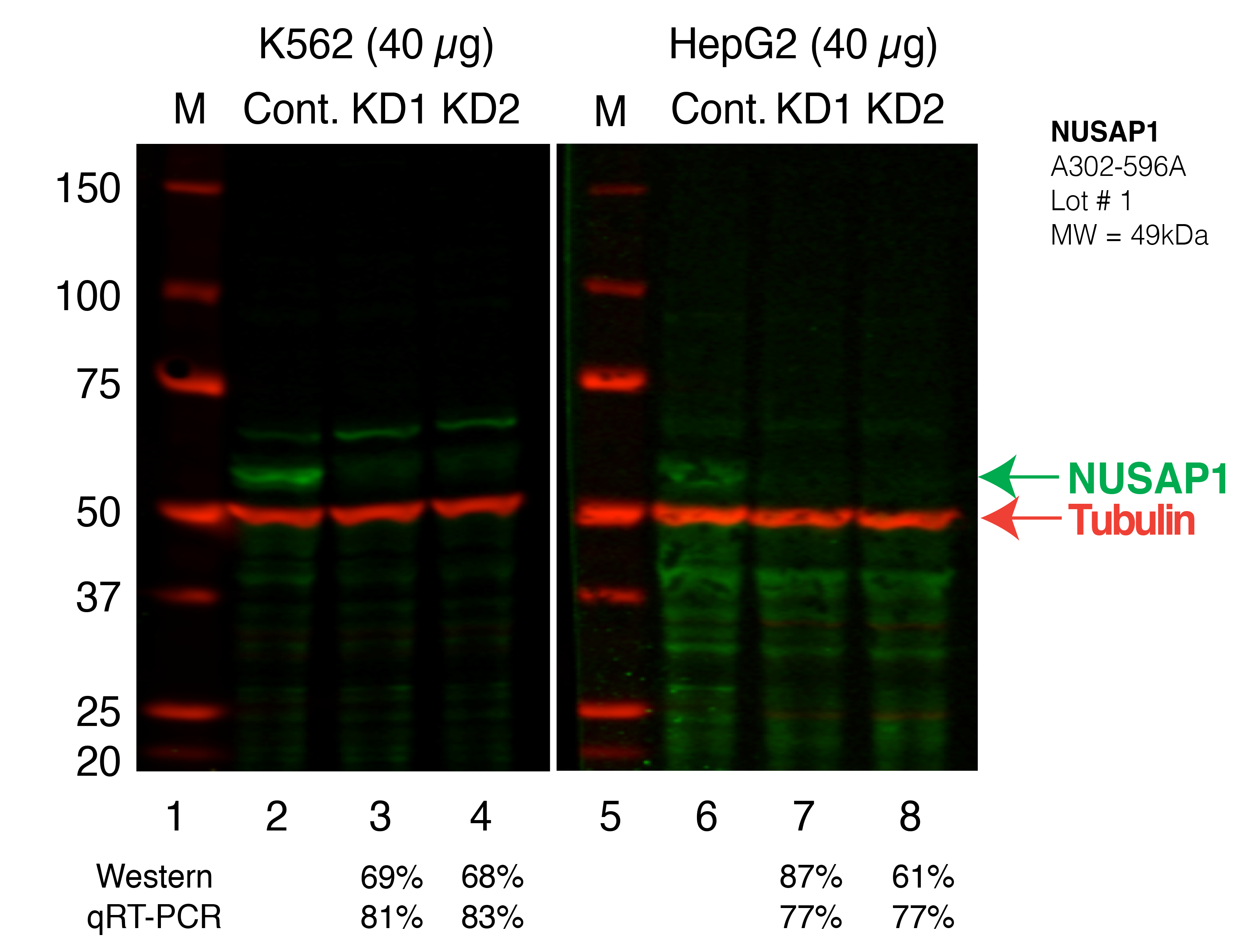 NUSAP1_Secondary_Western.png<br>Caption: Western blot following shRNA against NUSAP1 in K562 and HepG2 whole cell lysate using NUSAP1 specific antibody. Lane 1 is a ladder, lane 2 is K562 non-targeting control knockdown, lane 3 and 4 are two different shRNAs against NUSAP1. Lanes 5-8 follow the same pattern, but in HepG2. NUSAP1 protein appears as the green band, Tubulin serves as a control and appears in red.