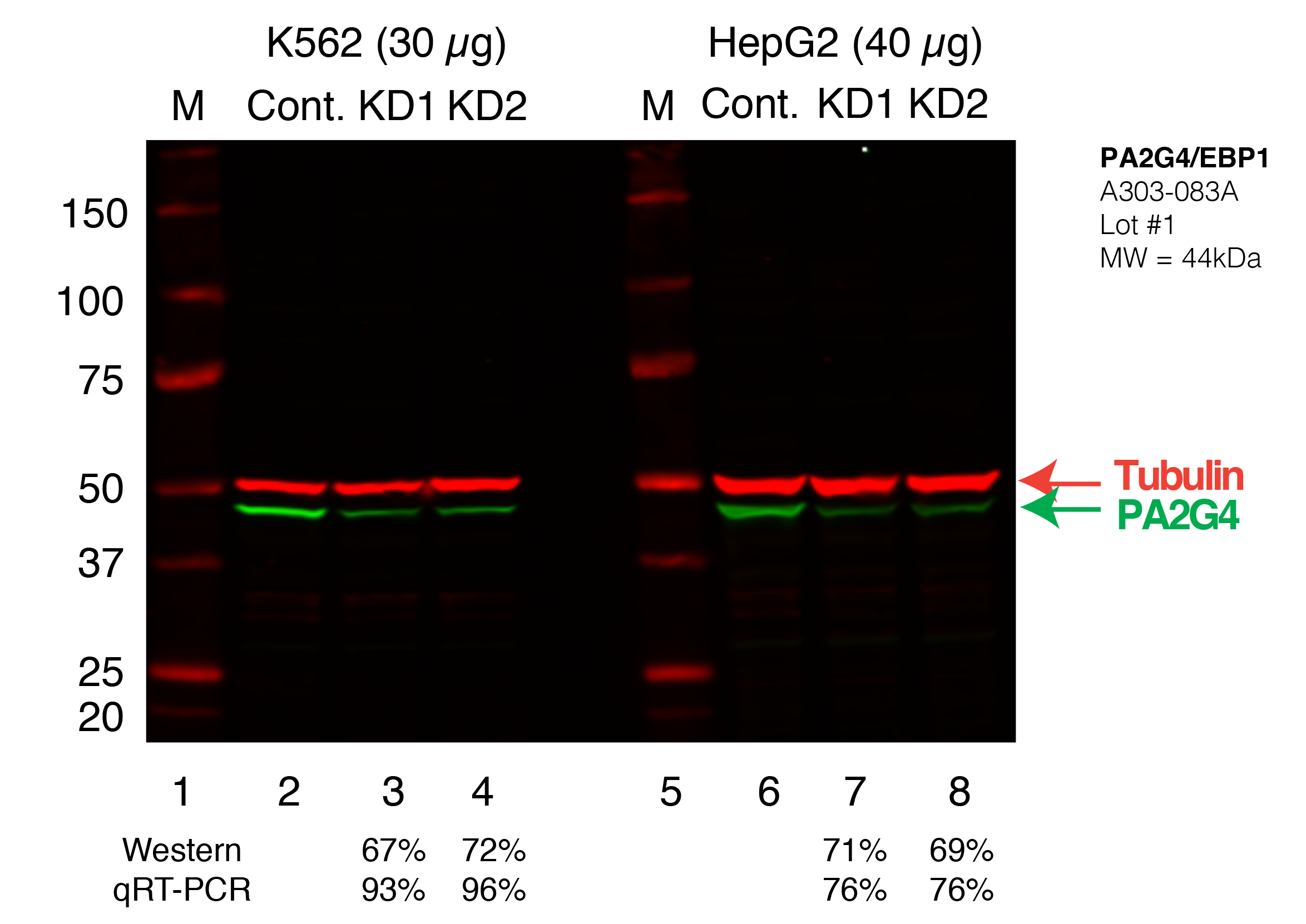 PA2G4_Secondary_Western.png<br>Caption: Western blot following shRNA against PA2G4 in K562 or HepG2 whole cell lysate using PA2G4 specific antibody. Lane 1 is a ladder, lane 2 is K562 non-targeting control knockdown, lane 3 and 4 are two different shRNA against PA2G4. Lanes 5-7 follow the same pattern, but in HepG2. PA2G4 protein appears as the green band, Tubulin serves as a control and appears in red.