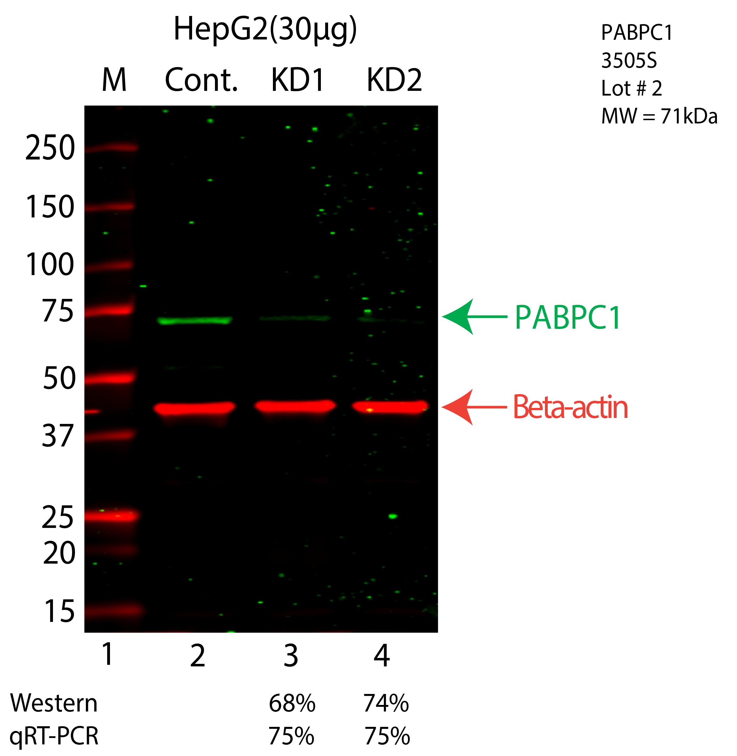 PABPC1-HEPG2-CRISPR-3505S.png<br>Caption: Western blot following CRISPR against PABPC1 in HepG2 whole cell lysate using PABPC1 specific antibody. Lane 1 is a ladder, lane 2 is HepG2 non-targeting control knockdown, lane 3 and 4 are two different CRISPR against PABPC1. PABPC1 protein appears as the green arrow, Beta-actin serves as a control and appears in red arrow.