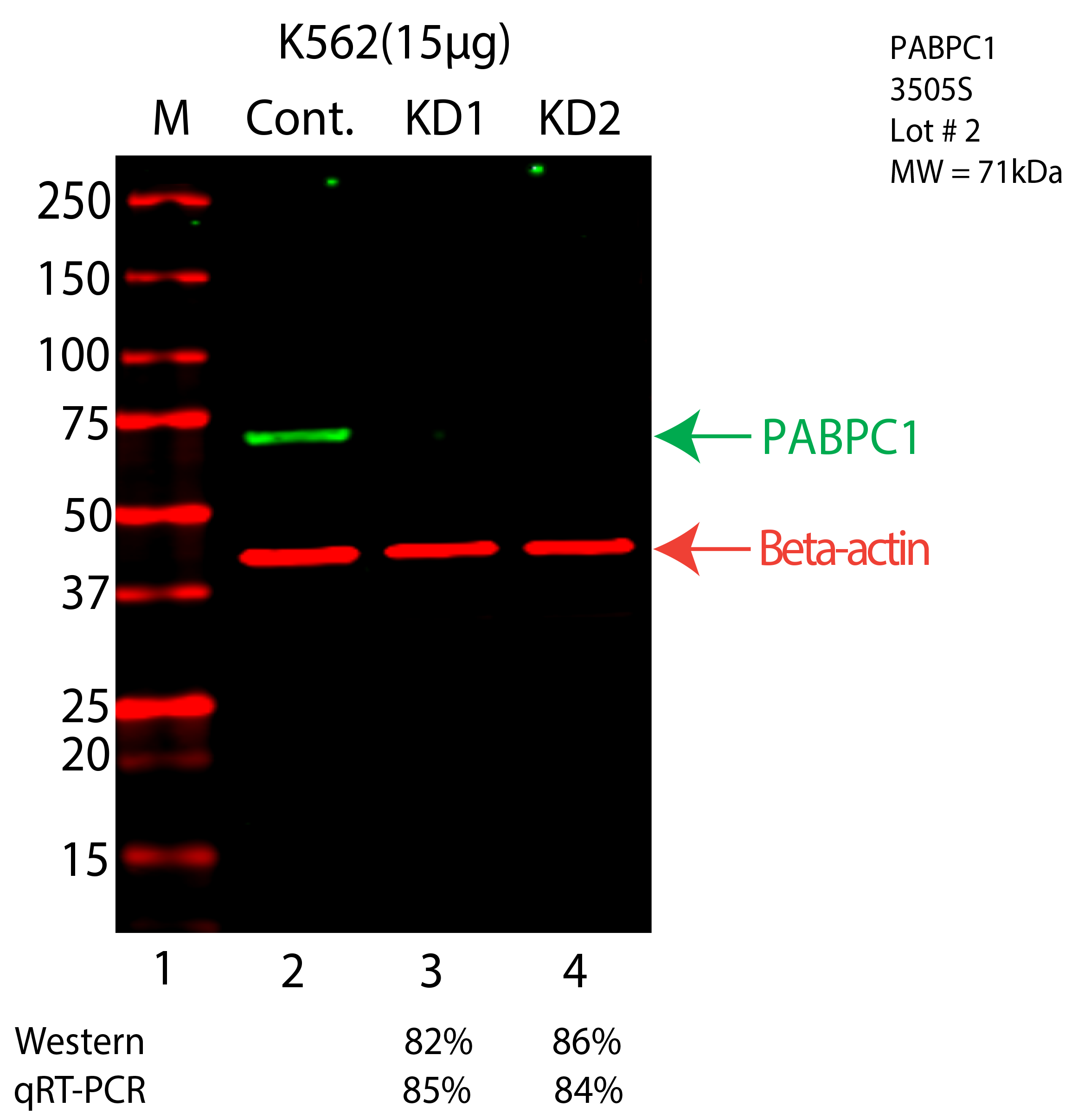 PABPC1-K562-CRISPR-3505S.png<br>Caption: Western blot following CRISPR against PABPC1 in K562 whole cell lysate using PABPC1 specific antibody. Lane 1 is a ladder, lane 2 is K562 non-targeting control knockdown, lane 3 and 4 are two different CRISPR against PABPC1. PABPC1 protein appears as the green arrow, Beta-actin serves as a control and appears in red arrow.