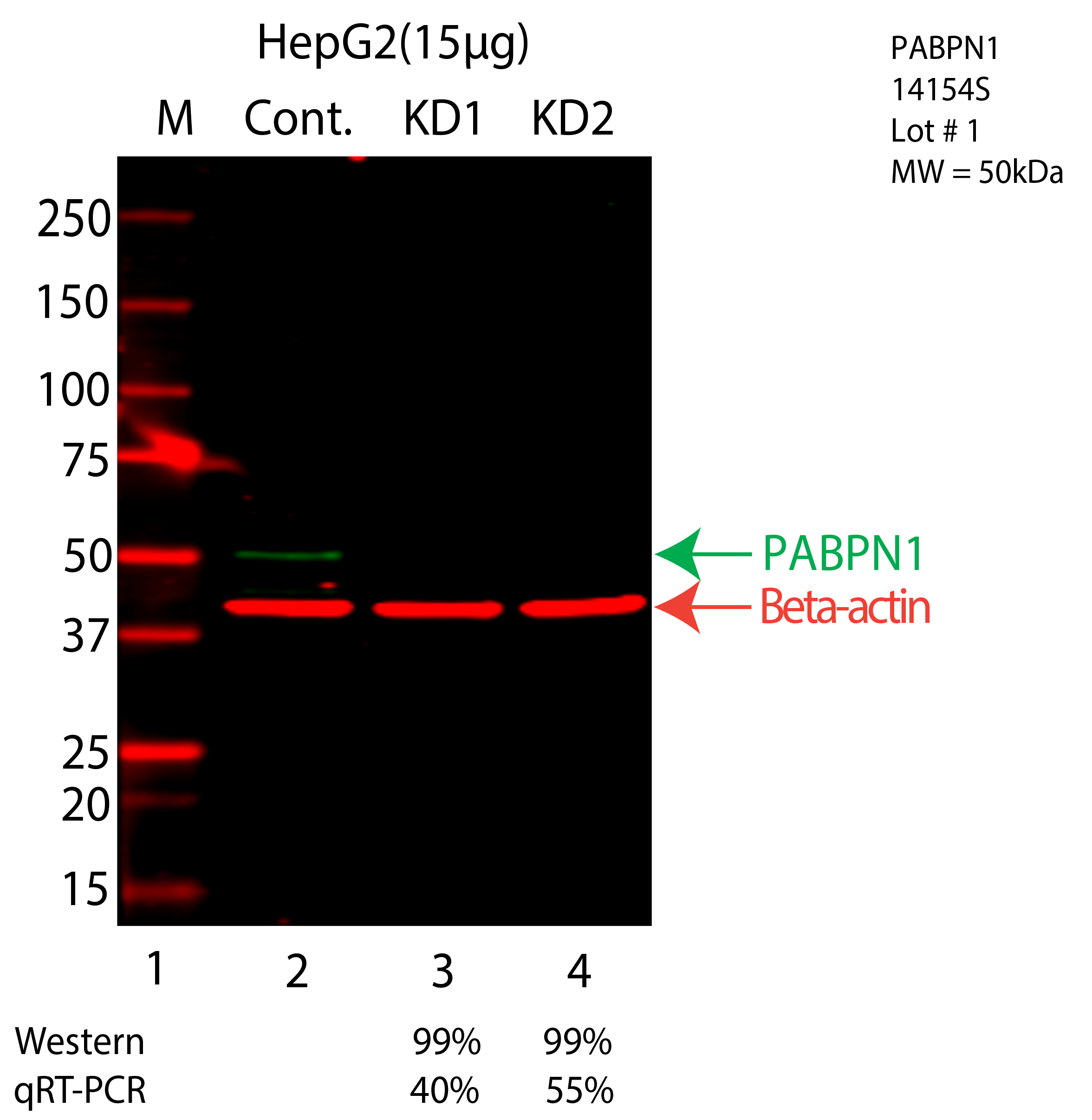 PABPN1-HEPG2-CRISPR-14154S.png<br>Caption: Western blot following CRISPR against PABPN1 in HepG2 whole cell lysate using PABPN1 specific antibody. Lane 1 is a ladder, lane 2 is HepG2 non-targeting control knockdown, lane 3 and 4 are two different CRISPR against PABPN1. PABPN1 protein appears as the green arrow, Beta-actin serves as a control and appears in red arrow.