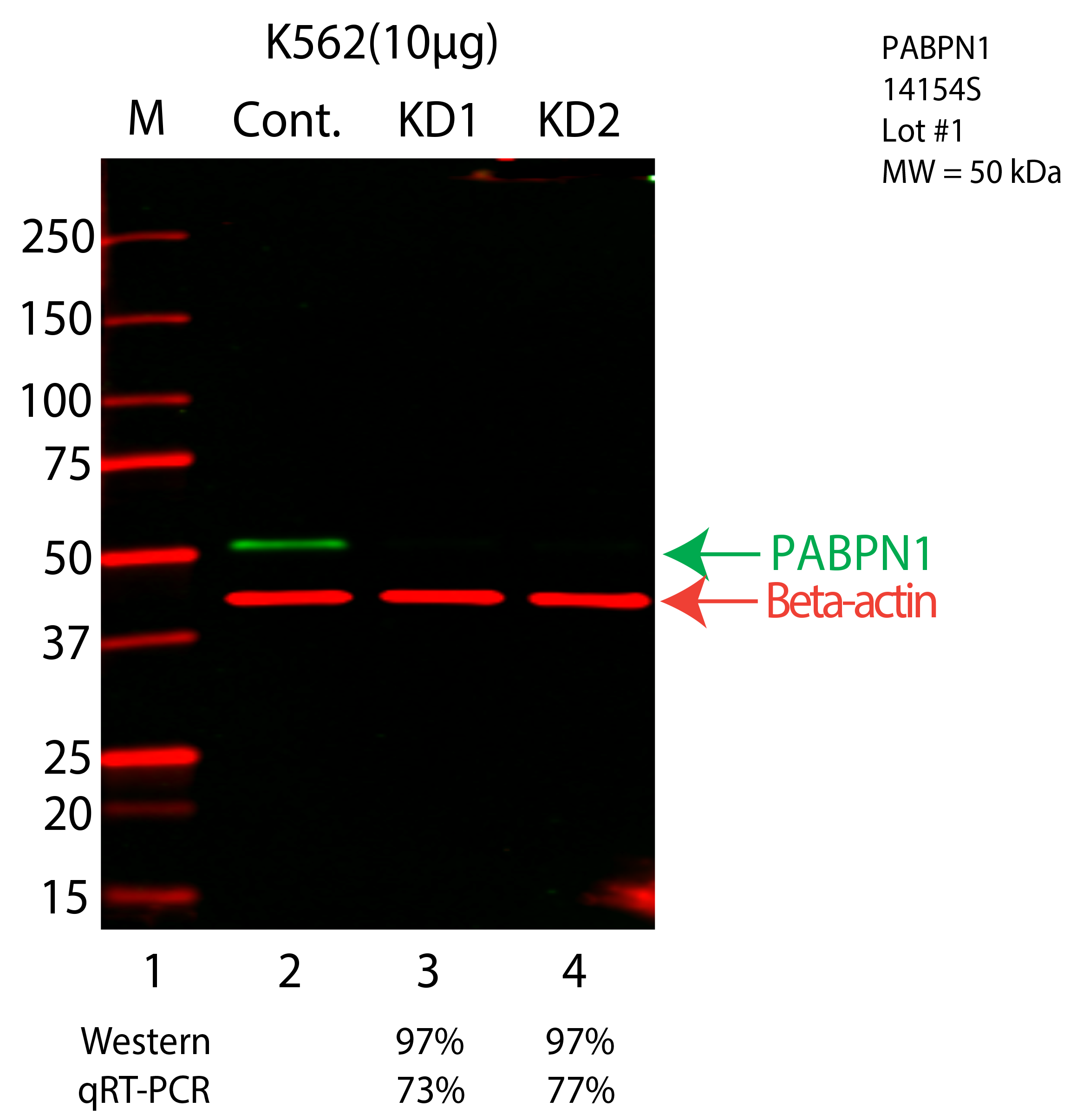 PABPN1-K562-CRISPR-14154S.png<br>Caption: Western blot following CRISPR against PABPN1 in K562 whole cell lysate using PABPN1 specific antibody. Lane 1 is a ladder, lane 2 is K562 non-targeting control knockdown, lane 3 and 4 are two different CRISPR against PABPN1. PABPN1 protein appears as the green arrow, Beta-actin serves as a control and appears in red arrow.