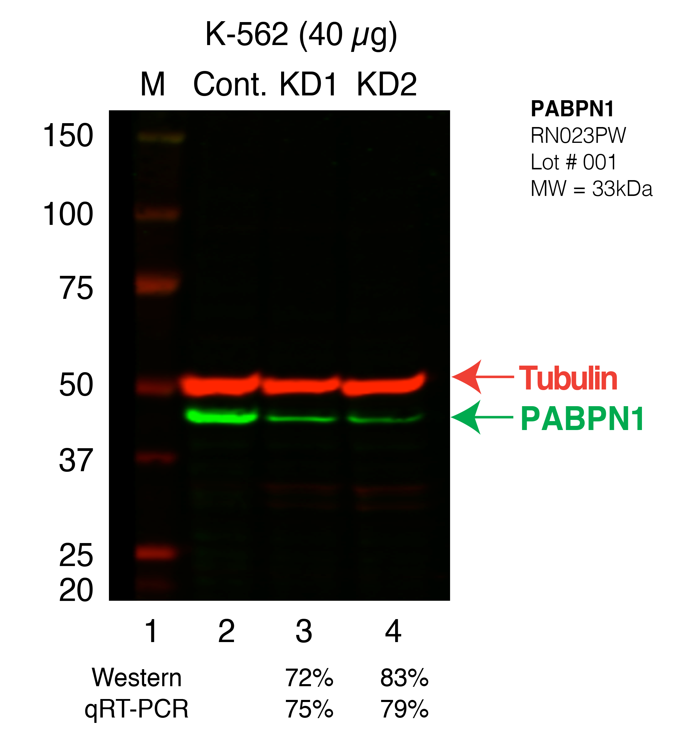 PABPN1_Secondary_Western.png<br>Caption: Western blot following shRNA against PABPN1 in K562 whole cell lysate using PABPN1 specific antibody. Lane 1 is a ladder, lane 2 is K562 non-targeting control knockdown, lane 3 and 4 are two different shRNAs against PABPN1. PABPN1 protein appears as the green band, Tubulin serves as a control and appears in red.