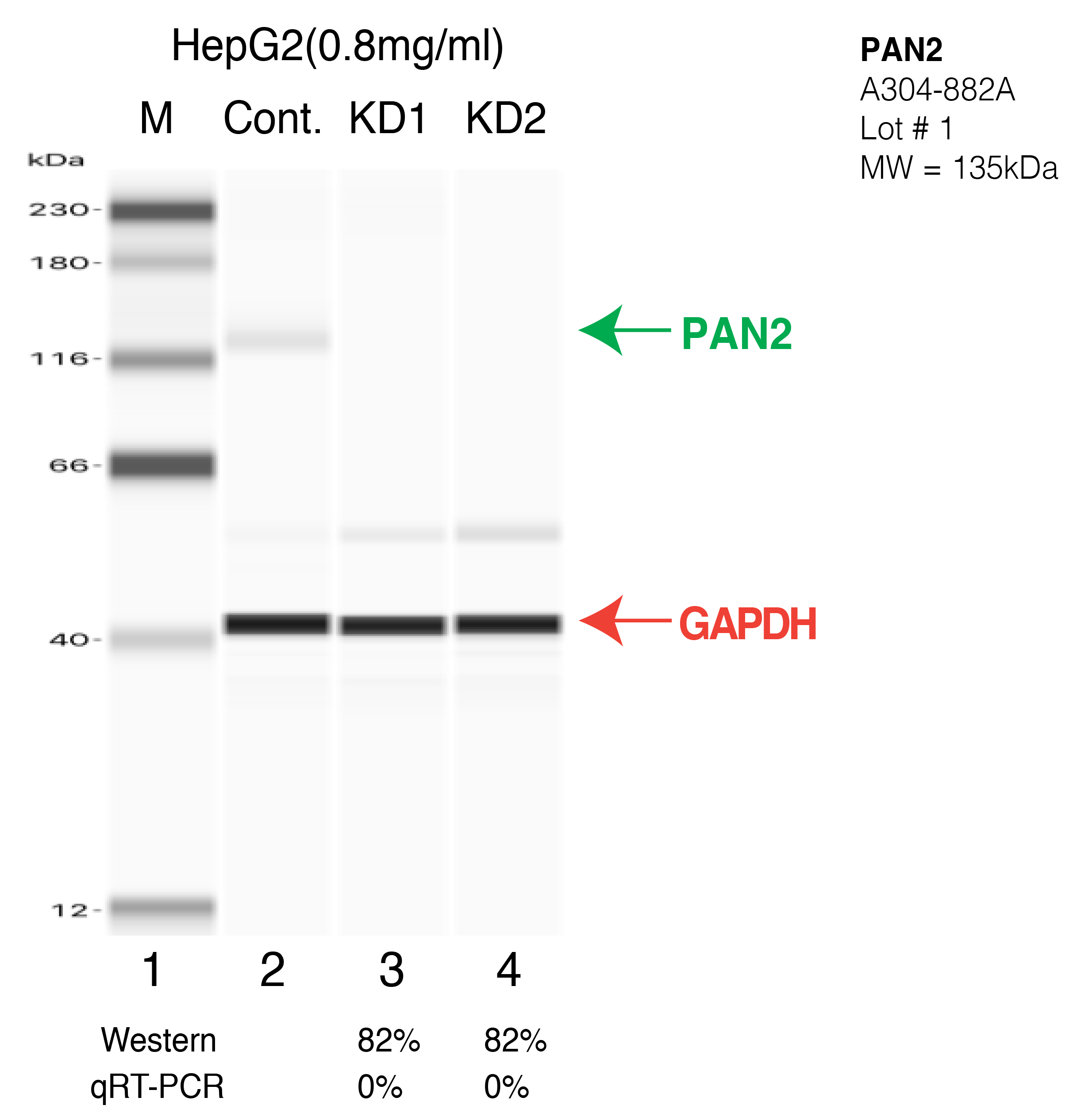 PAN2-HEPG2-CRISPR-A304-882A.png<br>Caption: Western blot following CRISPR against PAN2 in HepG2 whole cell lysate using PAN2 specific antibody. Lane 1 is a ladder, lane 2 is HepG2 non-targeting control knockdown, lane 3 and 4 are two different CRISPR against PAN2. PAN2 protein appears as the green arrow, GAPDH serves as a control and appears in red arrow.