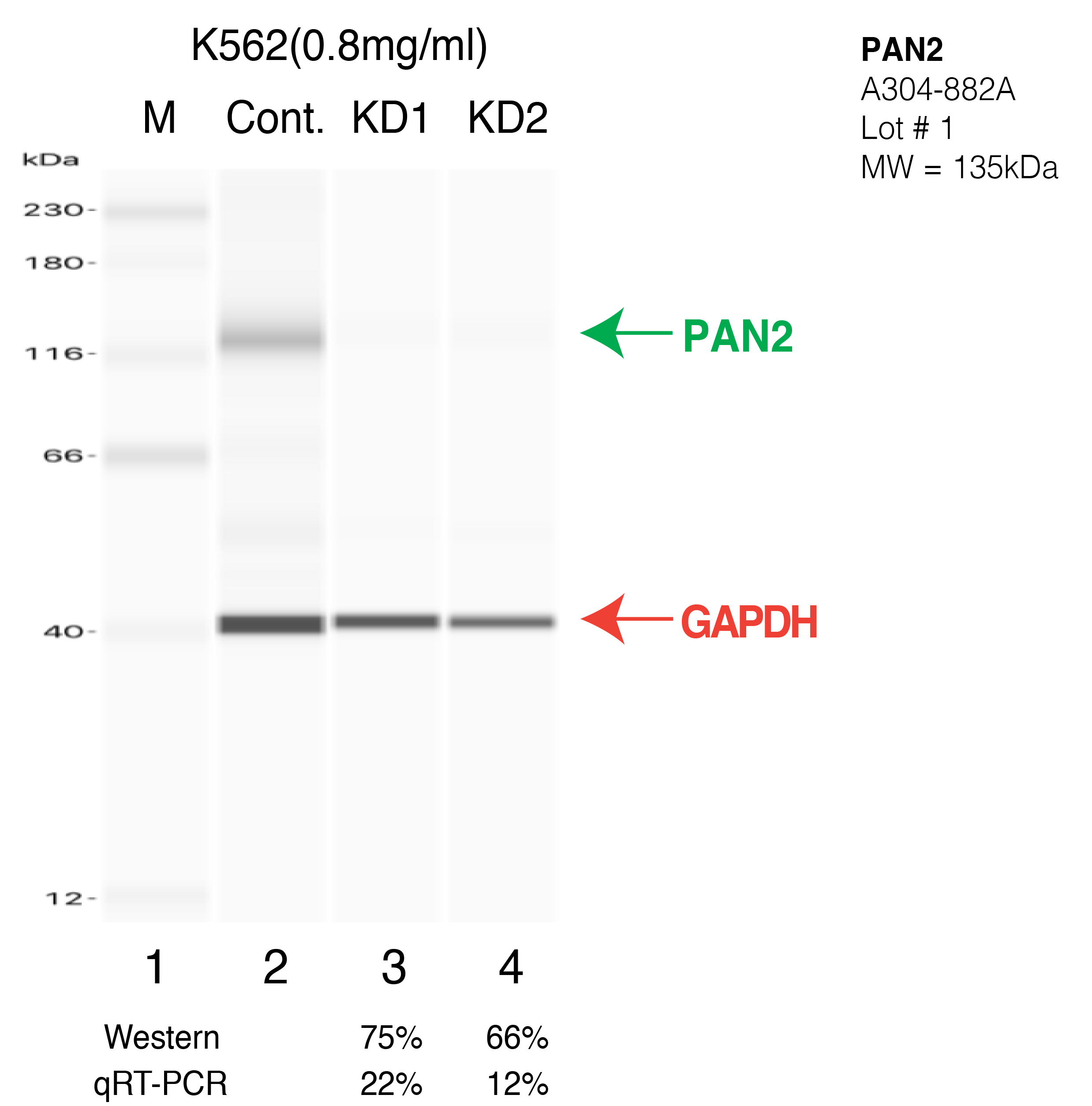 PAN2-K562-CRISPR-A304-882A.png<br>Caption: Western blot following CRISPR against PAN2 in K562 whole cell lysate using PAN2 specific antibody. Lane 1 is a ladder, lane 2 is K562 non-targeting control knockdown, lane 3 and 4 are two different CRISPR against PAN2. PAN2 protein appears as the green arrow, GAPDH serves as a control and appears in red arrow.