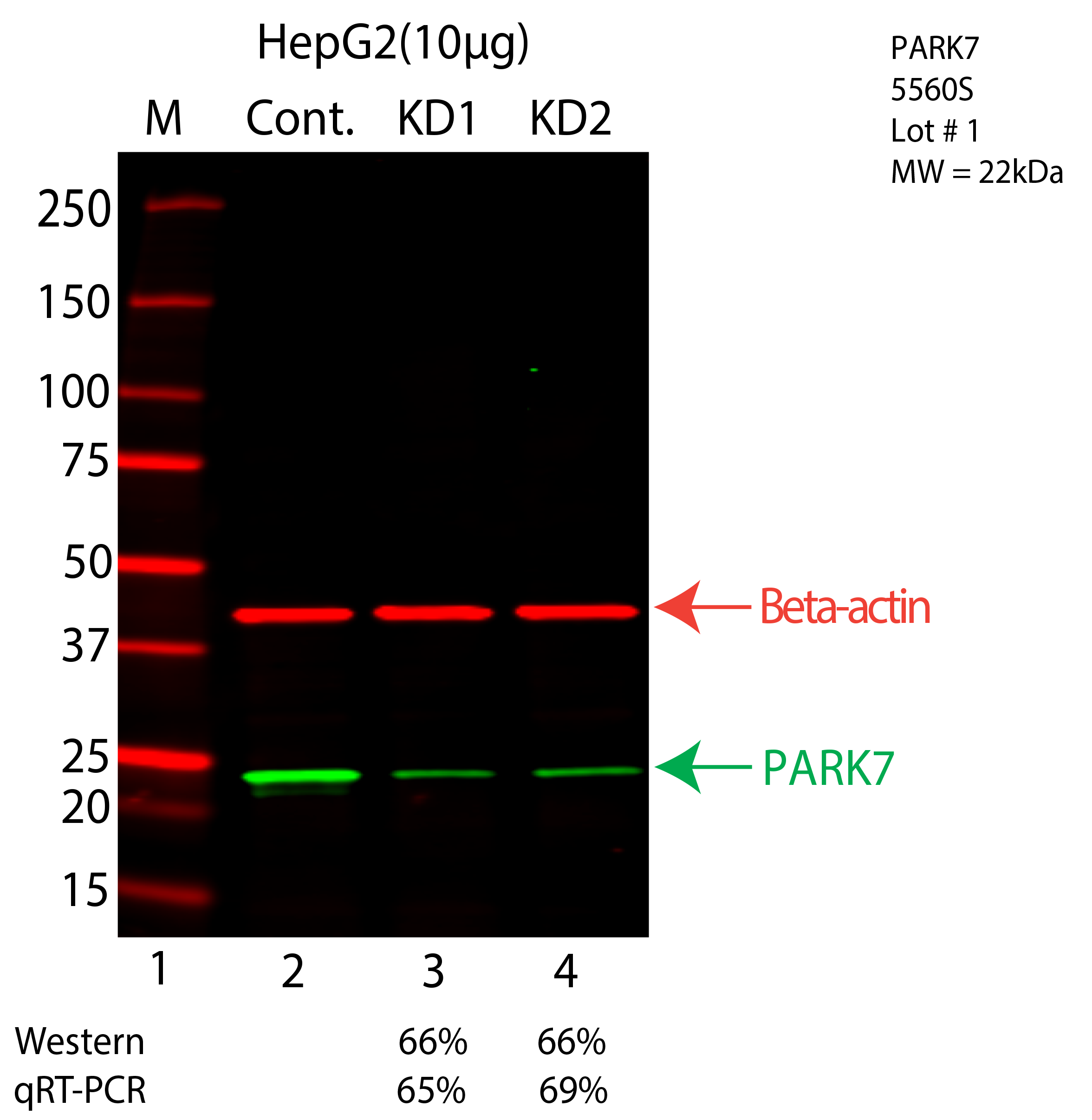 PARK7-HEPG2-CRISPR-5560S.png<br>Caption: Western blot following CRISPR against PARK7 in HepG2 whole cell lysate using PARK7 specific antibody. Lane 1 is a ladder, lane 2 is HepG2 non-targeting control knockdown, lane 3 and 4 are two different CRISPR against PARK7. PARK7 protein appears as the green arrow, Beta-actin serves as a control and appears in red arrow.