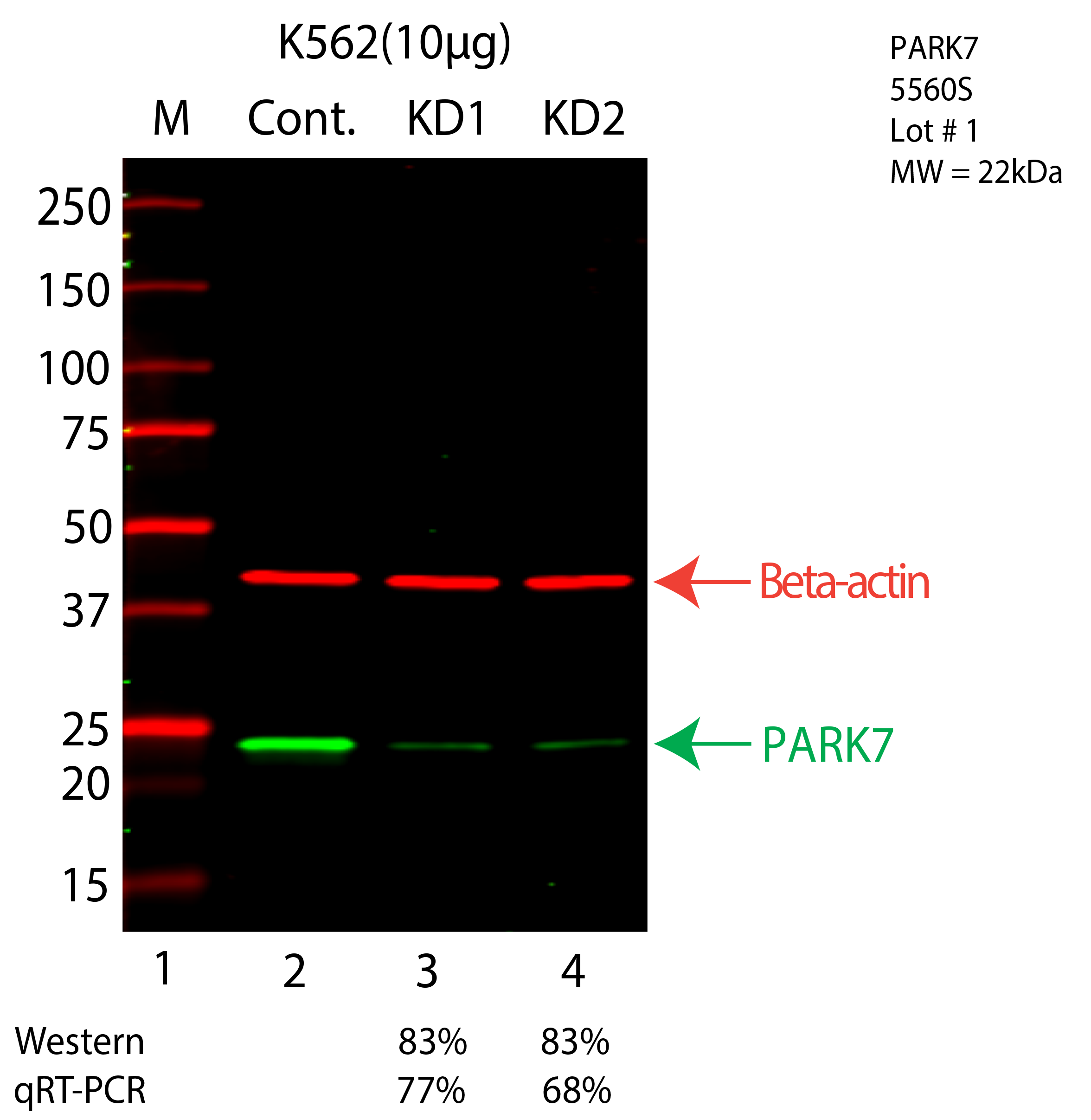 PARK7-K562-CRISPR-5560S.png<br>Caption: Western blot following CRISPR against PARK7 in K562 whole cell lysate using PARK7 specific antibody. Lane 1 is a ladder, lane 2 is K562 non-targeting control knockdown, lane 3 and 4 are two different CRISPR against PARK7. PARK7 protein appears as the green arrow, Beta-actin serves as a control and appears in red arrow.