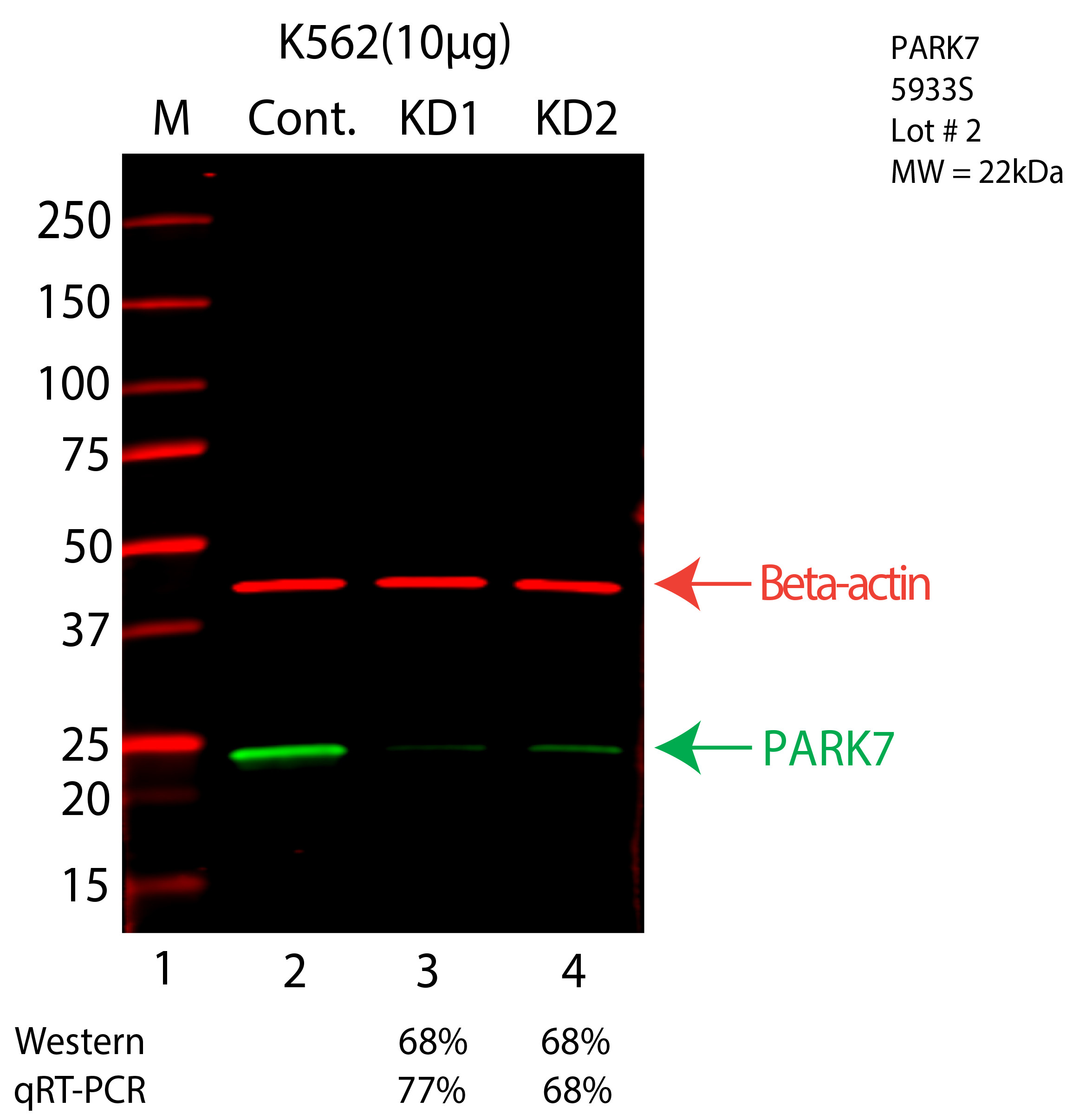 PARK7-K562-CRISPR-5933S.png<br>Caption: Western blot following CRISPR against PARK7 in K562 whole cell lysate using PARK7 specific antibody. Lane 1 is a ladder, lane 2 is K562 non-targeting control knockdown, lane 3 and 4 are two different CRISPR against PARK7. PARK7 protein appears as the green arrow, Beta-actin serves as a control and appears in red arrow.