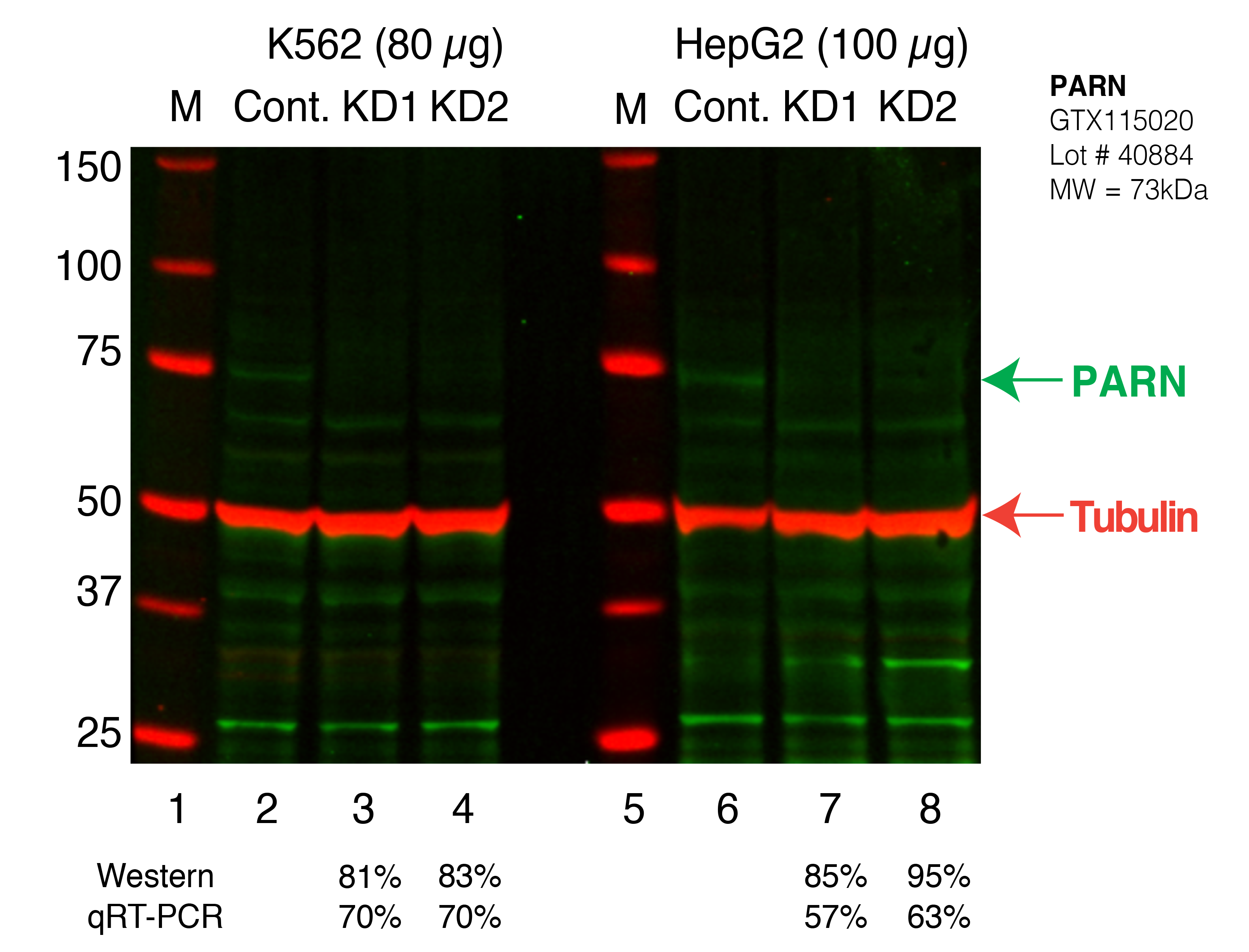 PARN_Secondary_Western.png<br>Caption: Western blot following shRNA against PARN in K562 and HepG2 whole cell lysate using PARN specific antibody. Lane 1 is a ladder, lane 2 is K562 non-targeting control knockdown, lane 3 and 4 are two different shRNAs against PARN. Lanes 5-8 follow the same pattern, but in HepG2. PARN protein appears as the green band, Tubulin serves as a control and appears in red.