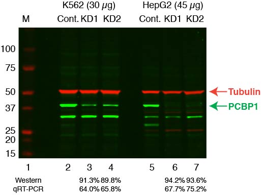 PCBP1_Secondary_Western.jpg<br>Caption: Western blot following shRNA against PCBP1 in K562 and HepG2 whole cell lysate using PCBP1 specific antibody. Lane 1 is a ladder, lane 2 is K562 non-targeting control knockdown, lane 2 and 3 are two different shRNAs against PCBP1. Lanes 5-7 follow the same pattern, but in HepG2. PCBP1 protein appears as the green band, GAPDH serves as a control and appears in red.