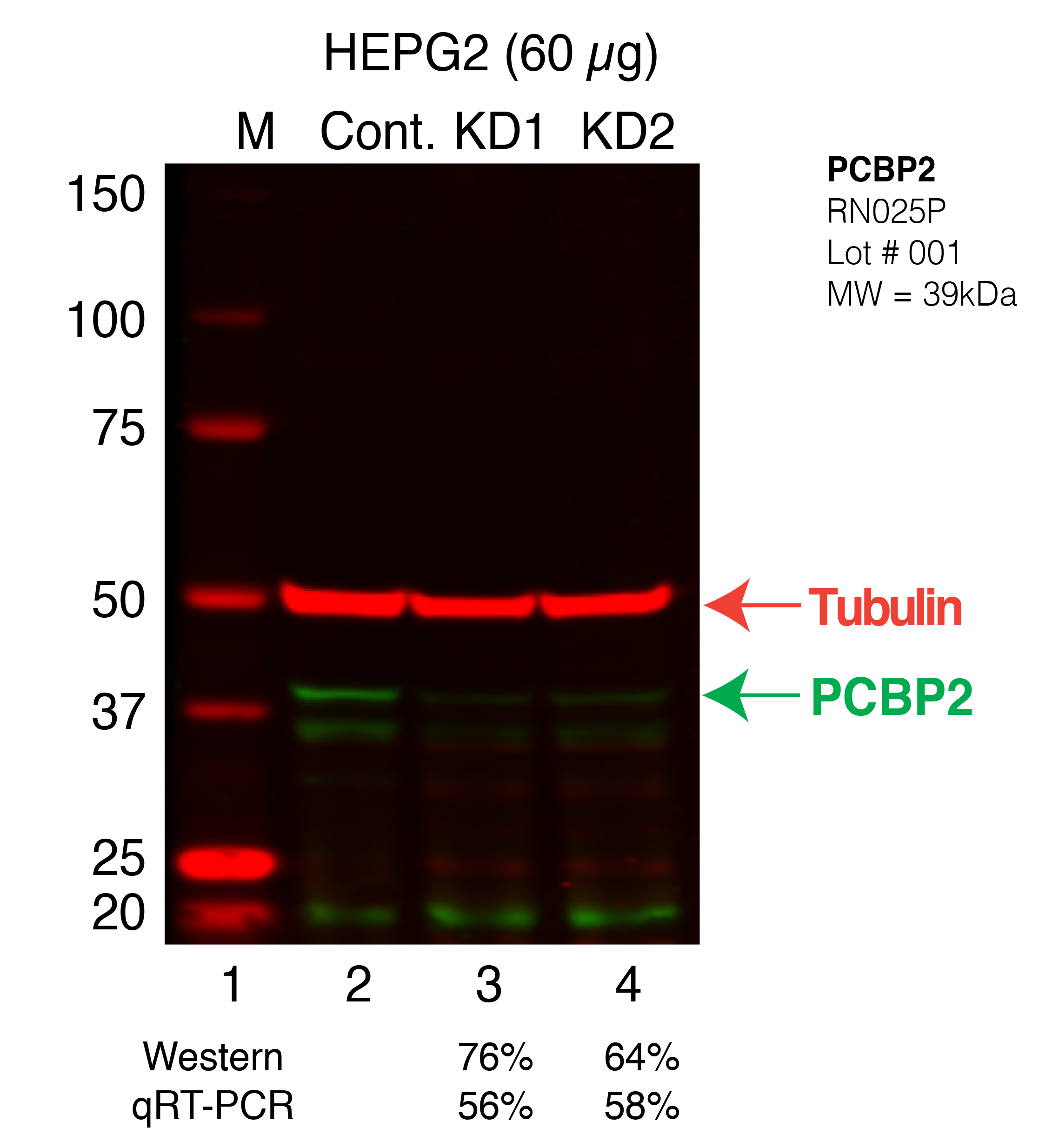 PCBP2-HEPG2_Secondary_Western.png<br>Caption: Western blot following shRNA against PCBP2 in HepG2 whole cell lysate using PCBP2 specific antibody. Lane 1 is a ladder, lane 2 is HepG2 non-targeting control knockdown, lane 3 and 4 are two different shRNAs against PCBP2. PCBP2 protein appears as the green band, Tubulin serves as a control and appears in red.