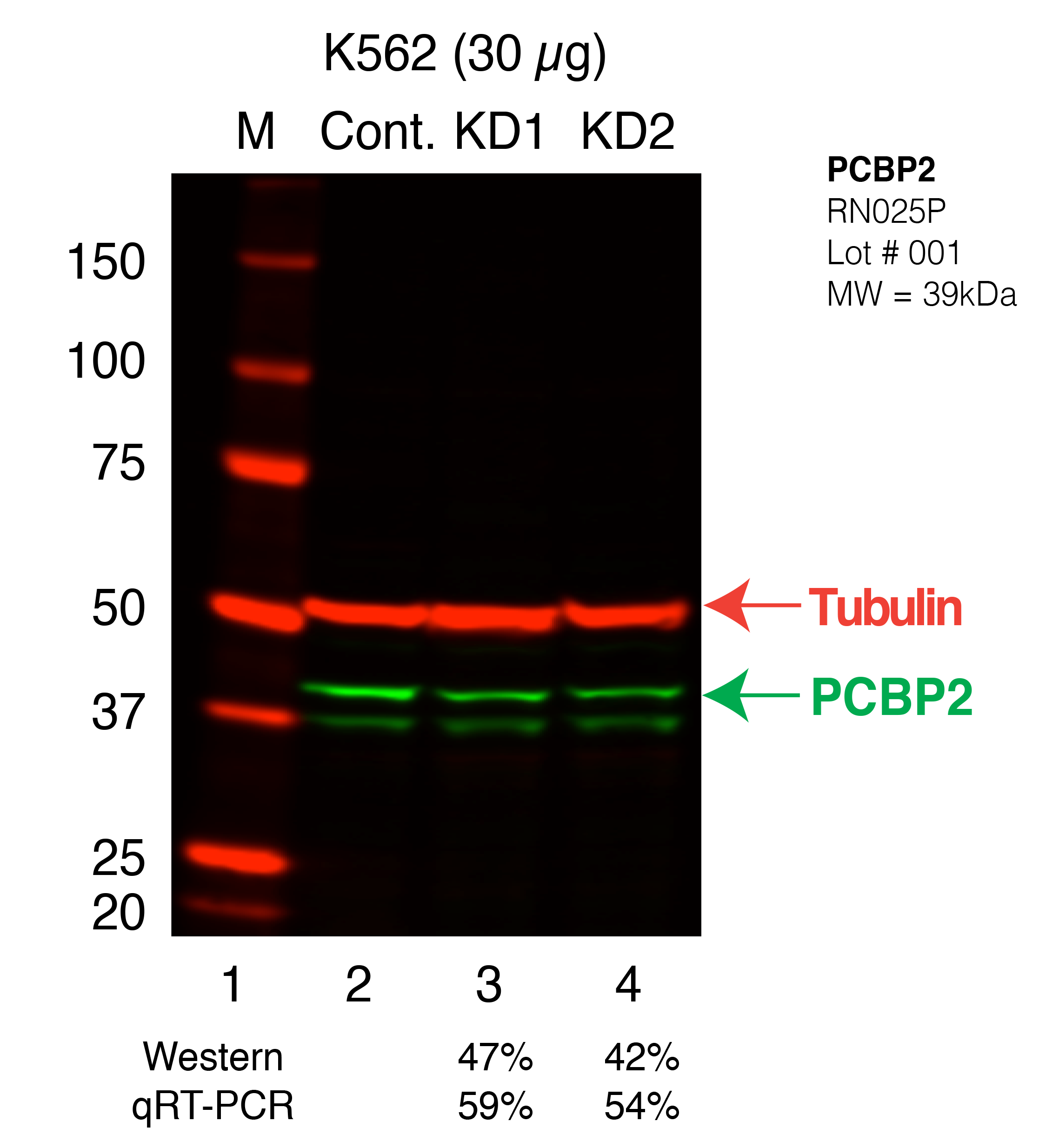 PCBP2_Secondary_Western.png<br>Caption: Western blot following shRNA against PCBP2 in K562 whole cell lysate using PCBP2 specific antibody. Lane 1 is a ladder, lane 2 is K562 non-targeting control knockdown, lane 3 and 4 are two different shRNAs against PCBP2. PCBP2 protein appears as the green band, Tubulin serves as a control and appears in red.