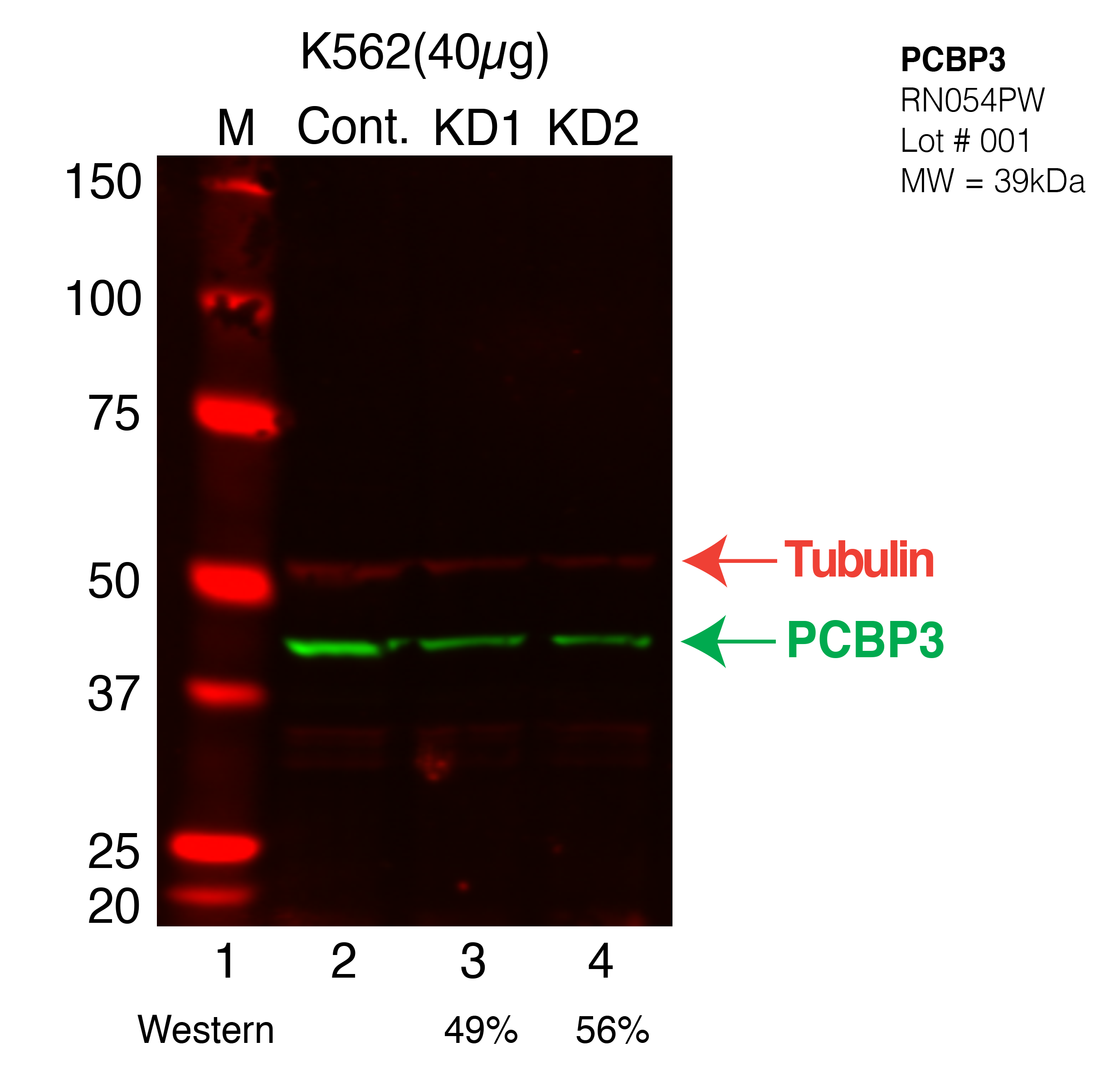 PCBP3-CRISPR-K562.png<br>Caption: Western blot following CRISPR against PCBP3 in K562 whole cell lysate using PCBP3 specific antibody. Lane 1 is a ladder, lane 2 is K562 non-targeting control knockdown, lane 3 and 4 are two different CRISPR against PCBP3. PCBP3 protein appears as the green arrow, Tubulin serves as a control and appears in red arrow.