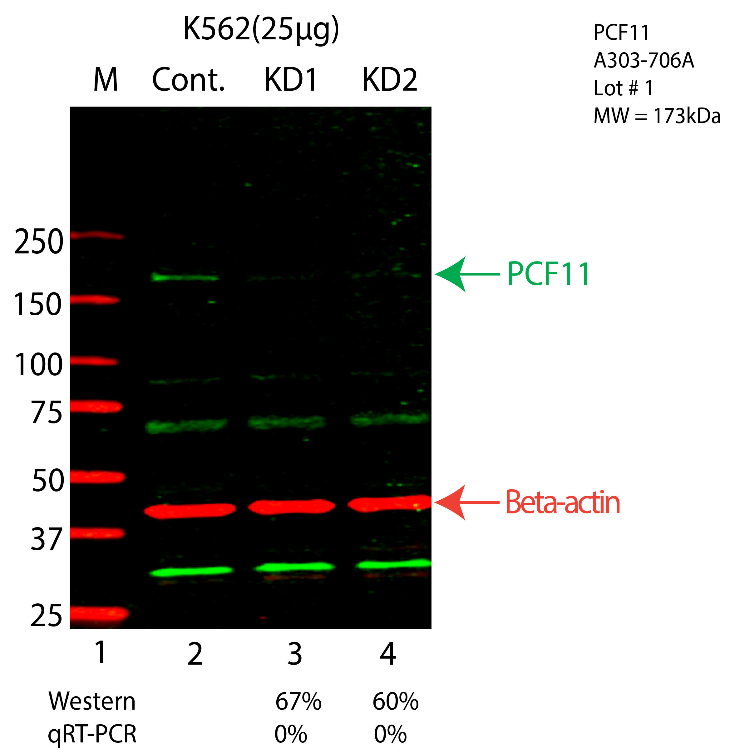 PCF11-K562-CRISPR-A303-706A.png<br>Caption: Western blot following CRISPR against PCF11 in K562 whole cell lysate using PCF11 specific antibody. Lane 1 is a ladder, lane 2 is K562 non-targeting control knockdown, lane 3 and 4 are two different CRISPR against PCF11. PCF11 protein appears as the green arrow, Beta-actin serves as a control and appears in red arrow.