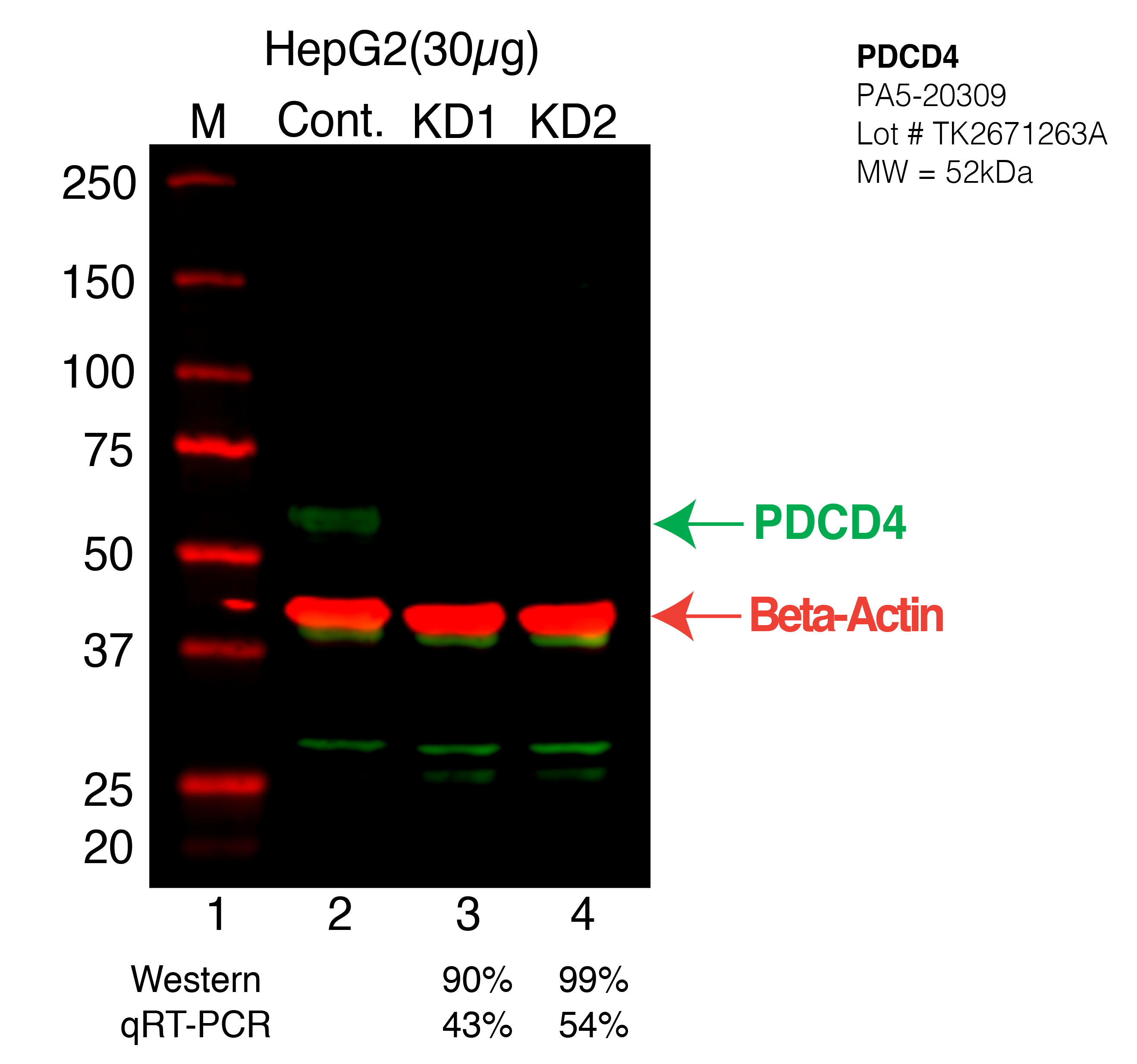 PDCD4-HEPG2-CRISPR-PA5-20309.png<br>Caption: Western blot following CRISPR against PDCD4 in HepG2 whole cell lysate using PDCD4 specific antibody. Lane 1 is a ladder, lane 2 is HepG2 non-targeting control knockdown, lane 3 and 4 are two different CRISPR against PDCD4. PDCD4 protein appears as the green arrow, Beta-actin serves as a control and appears in red arrow.