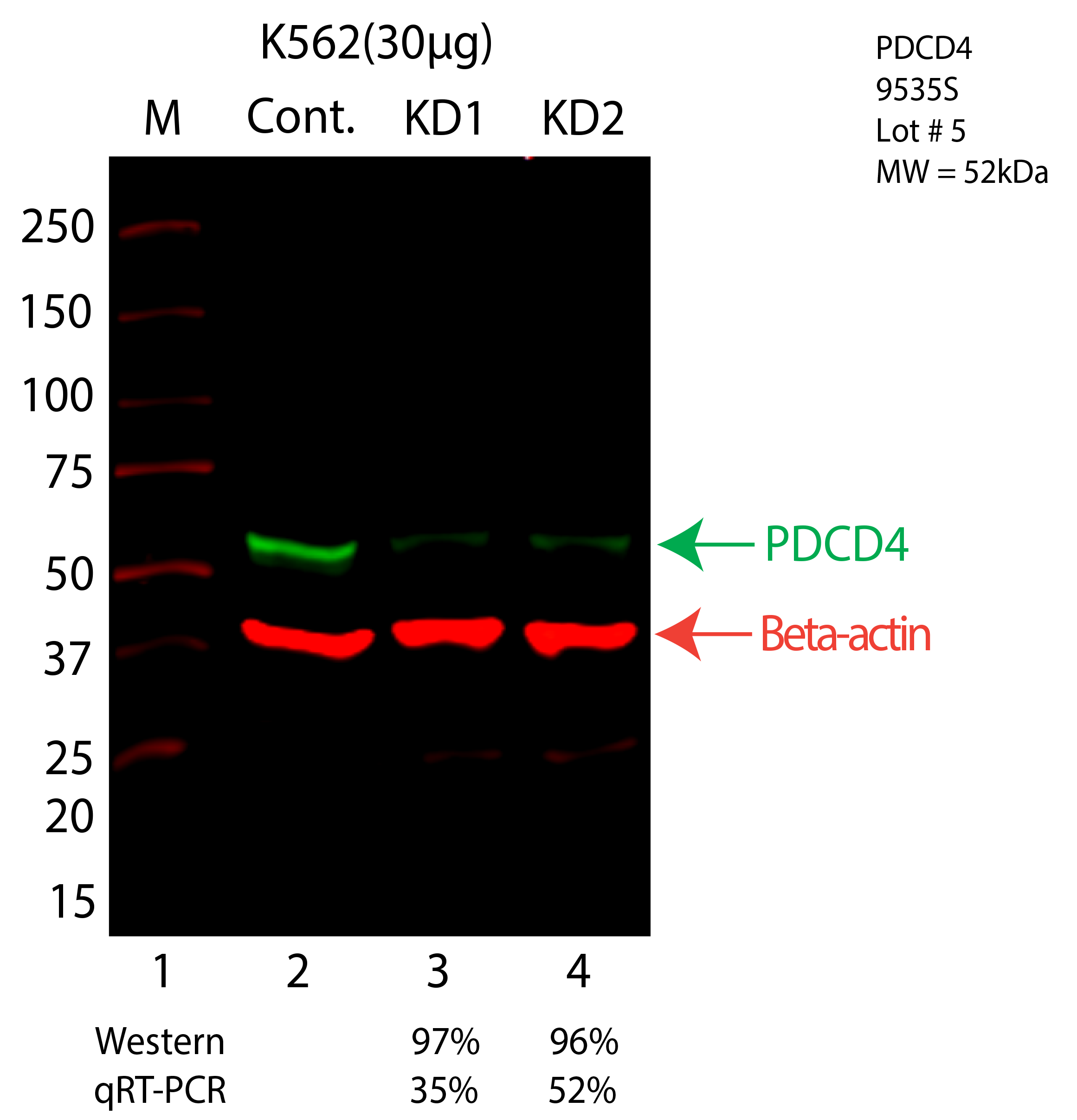 PDCD4-K562-CRISPR-9535S.png<br>Caption: Western blot following CRISPR against PDCD4 in K562 whole cell lysate using PDCD4 specific antibody. Lane 1 is a ladder, lane 2 is K562 non-targeting control knockdown, lane 3 and 4 are two different CRISPR against PDCD4. PDCD4 protein appears as the green arrow, Beta-actin serves as a control and appears in red arrow.