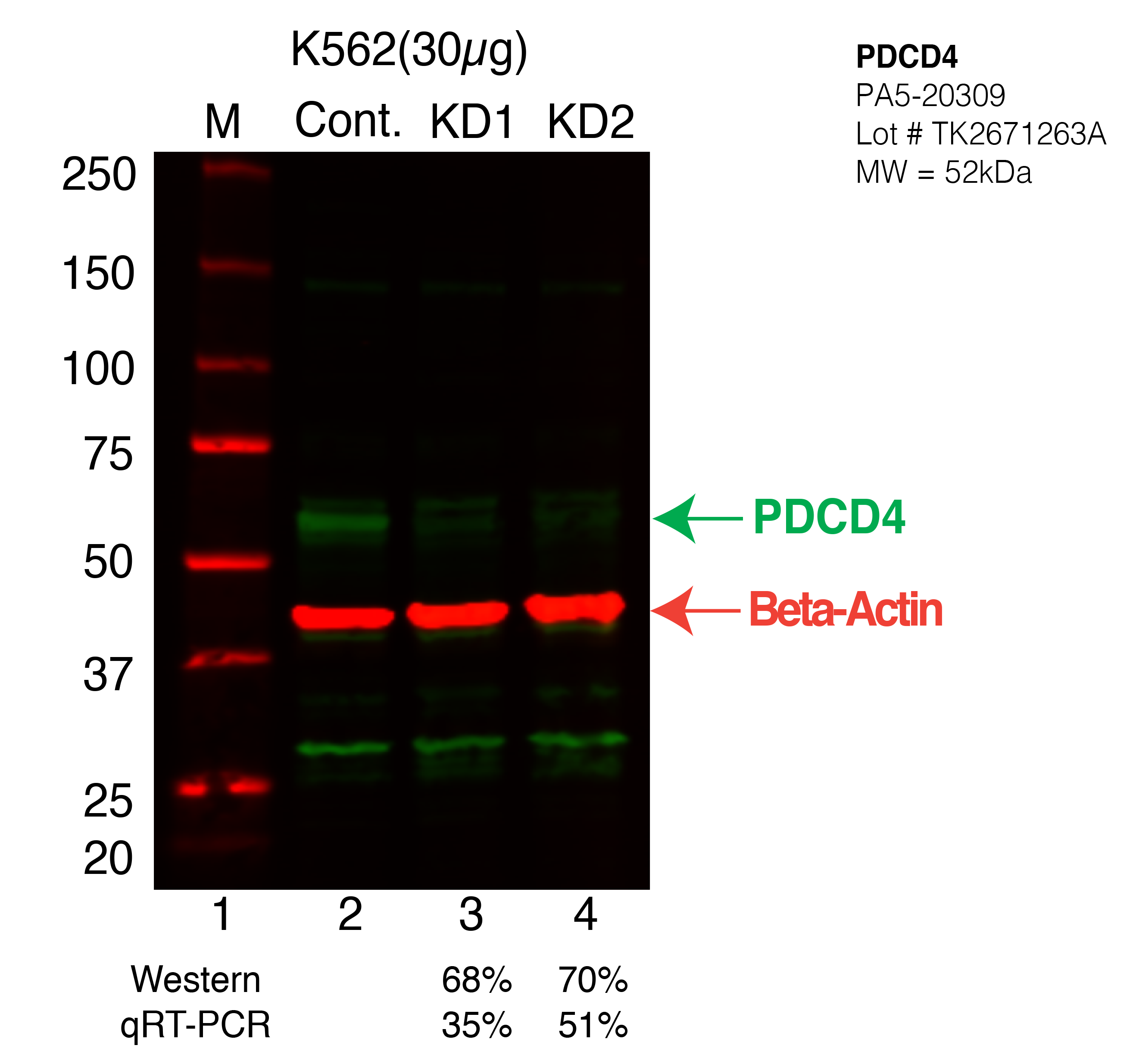 PDCD4-K562-CRISPR-PA5-20309.png<br>Caption: Western blot following CRISPR against PDCD4 in K562 whole cell lysate using PDCD4 specific antibody. Lane 1 is a ladder, lane 2 is K562 non-targeting control knockdown, lane 3 and 4 are two different CRISPR against PDCD4. PDCD4 protein appears as the green arrow, Beta-actin serves as a control and appears in red arrow.