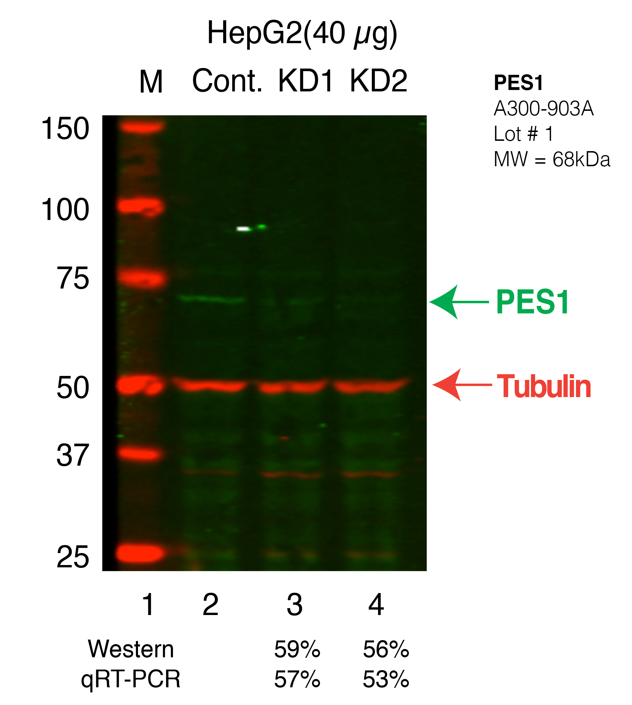 PES1-HEPG2_Secondary_Western.png<br>Caption: Western blot following shRNA against PES1 in HepG2 whole cell lysate using PES1 specific antibody. Lane 1 is a ladder, lane 2 is HepG2 non-targeting control knockdown, lane 3 and 4 are two different shRNAs against PES1.PES1 protein appears as the green band, Tubulin serves as a control and appears in red.