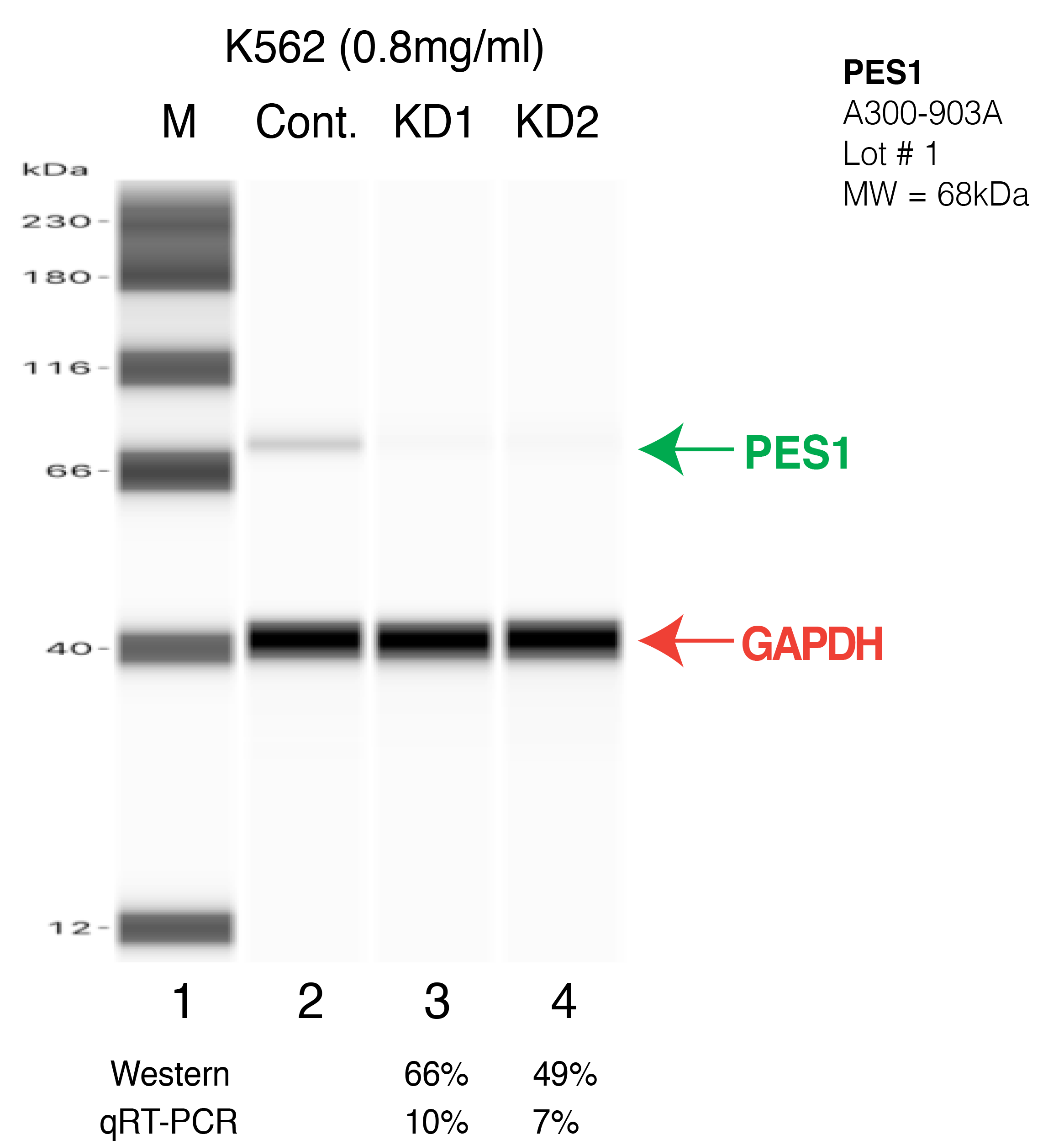 PES1-K562-CRISPR.png<br>Caption: Western blot following CRISPR against PES1 in K562 whole cell lysate using PES1 specific antibody. Lane 1 is a ladder, lane 2 is K562 non-targeting control knockdown, lane 3 and 4 are two different CRISPR against PES1. PES1 protein appears as the green arrow, GAPDH serves as a control and appears in red arrow.