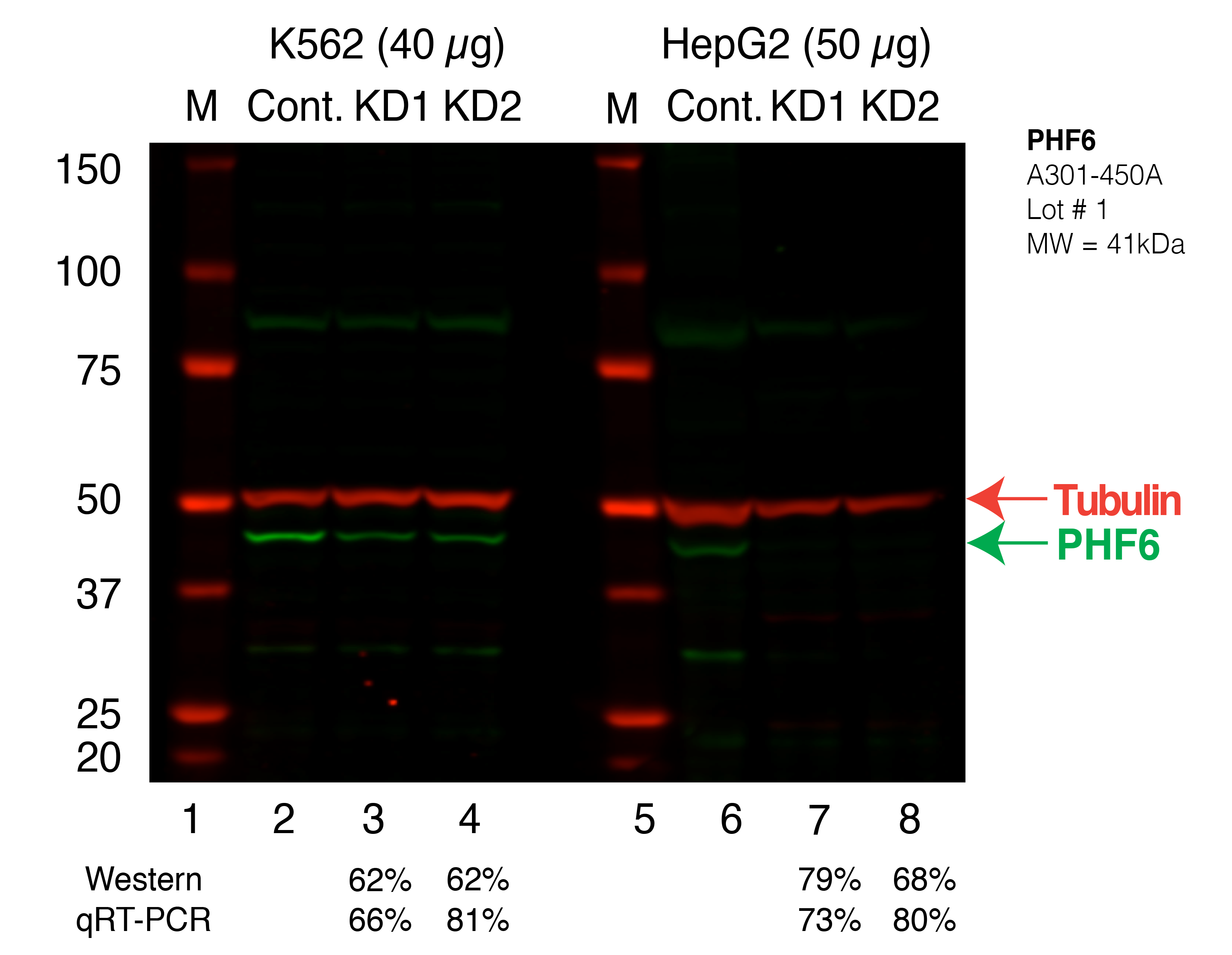 PHF6_Secondary_Western.png<br>Caption: Western blot following shRNA against PHF6 in K562 and HepG2 whole cell lysate using PHF6 specific antibody. Lane 1 is a ladder, lane 2 is K562 non-targeting control knockdown, lane 3 and 4 are two different shRNAs against PHF6. Lanes 5-8 follow the same pattern, but in HepG2. PHF6 protein appears as the green band, Tubulin serves as a control and appears in red.