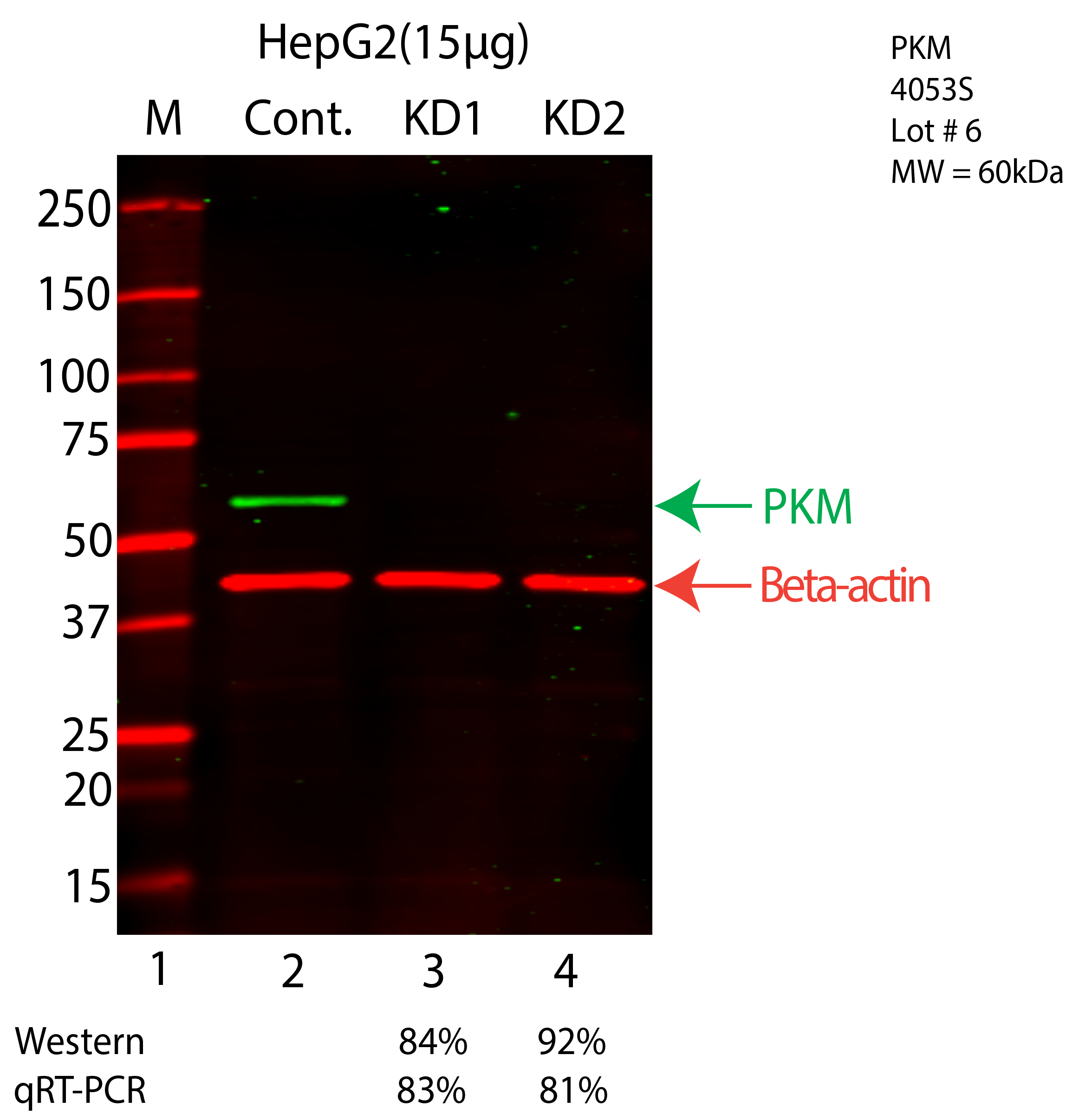 PKM-HEPG2-CRISPR-4053S.png<br>Caption: Western blot following CRISPR against PKM in HepG2 whole cell lysate using PKM specific antibody. Lane 1 is a ladder, lane 2 is HepG2 non-targeting control knockdown, lane 3 and 4 are two different CRISPR against PKM. PKM protein appears as the green arrow, Beta-actin serves as a control and appears in red arrow.